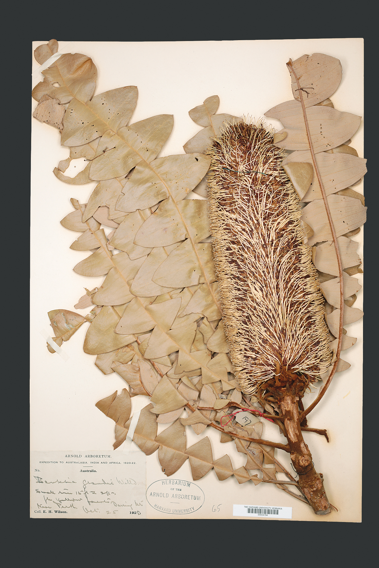 Herbarium specimen