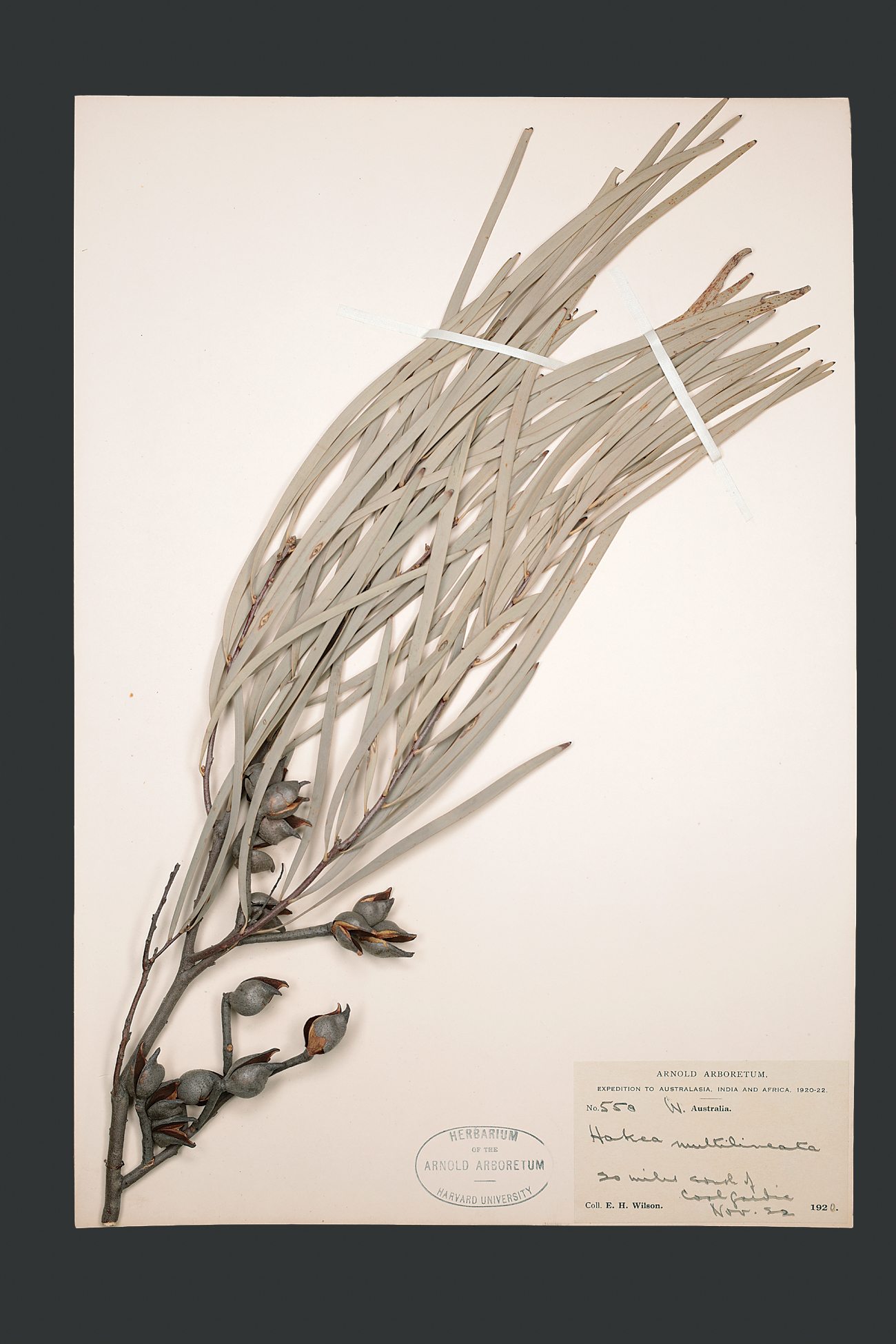 Herbarium specimen