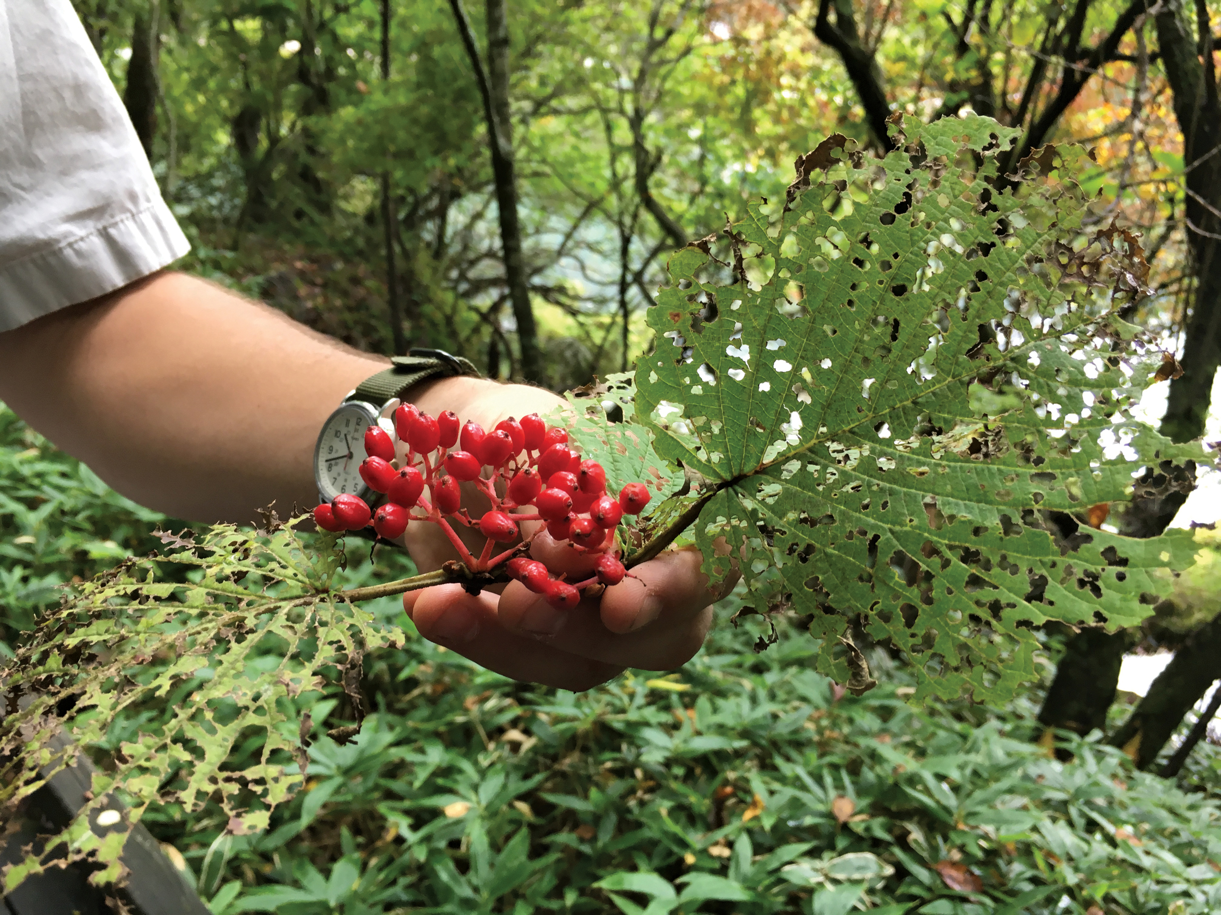 Hand holding fruiting branch of forked viburnum. Fruits red.
