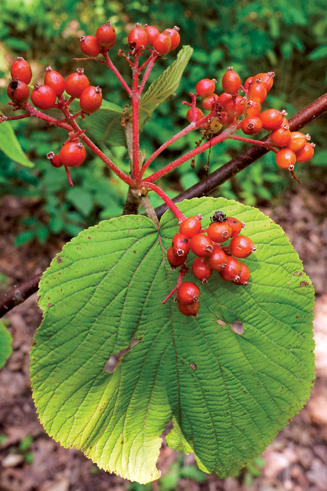 Photo of hobblebush viburnum fruit. Bright red, overhanging broad leaf
