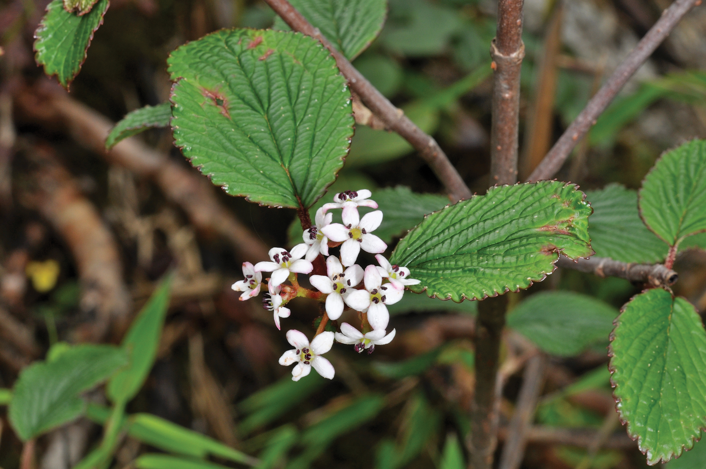 White flowers of viburnum