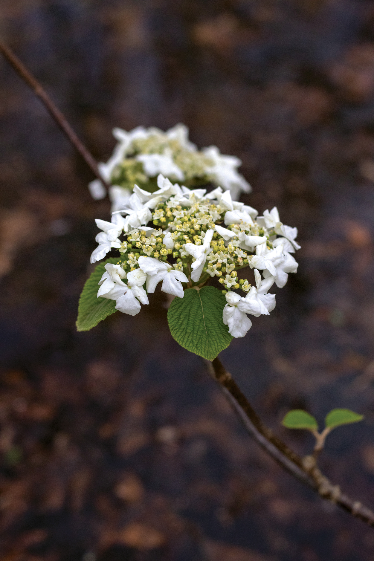 White flowers of hobblebush viburnum