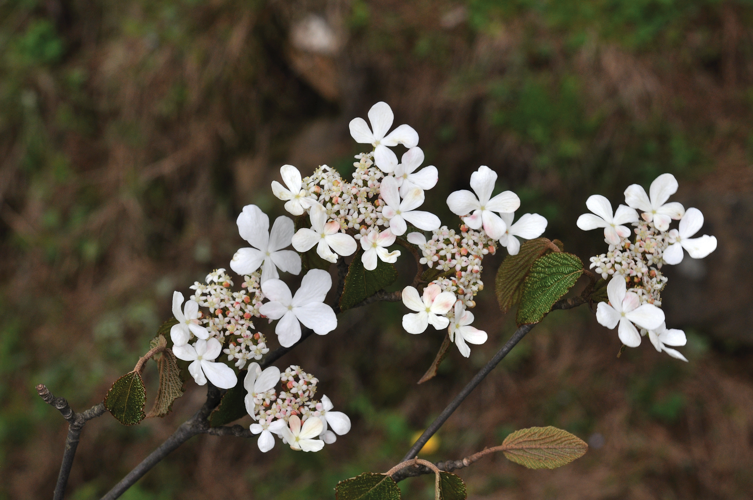 White flower