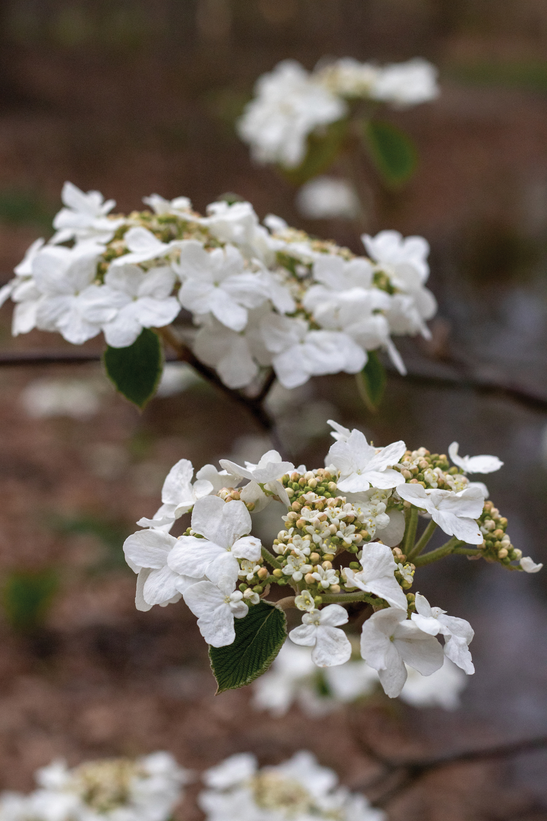 White flowers of viburnum