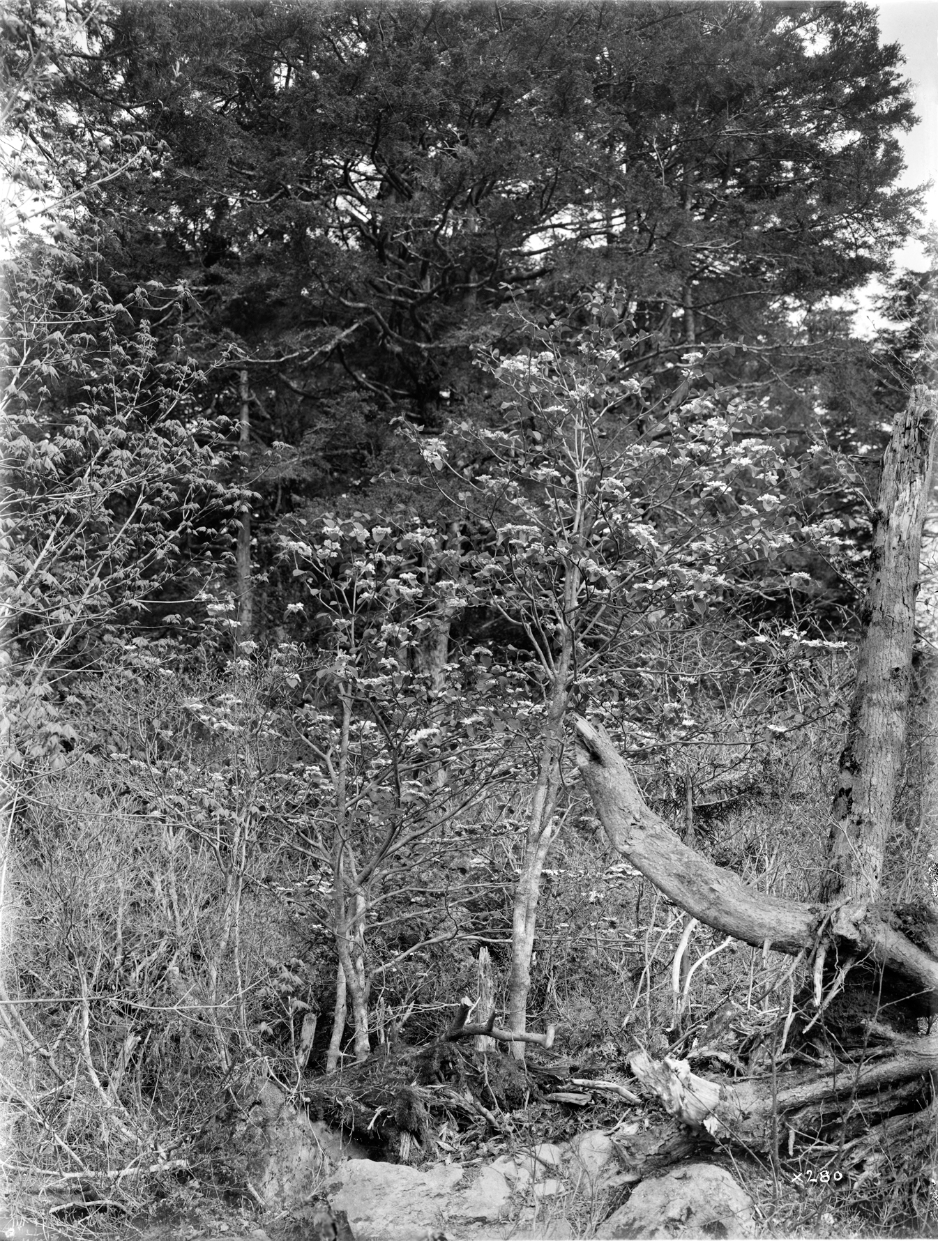 Black-and-white photo of viburnum growing in brushy woodland margin