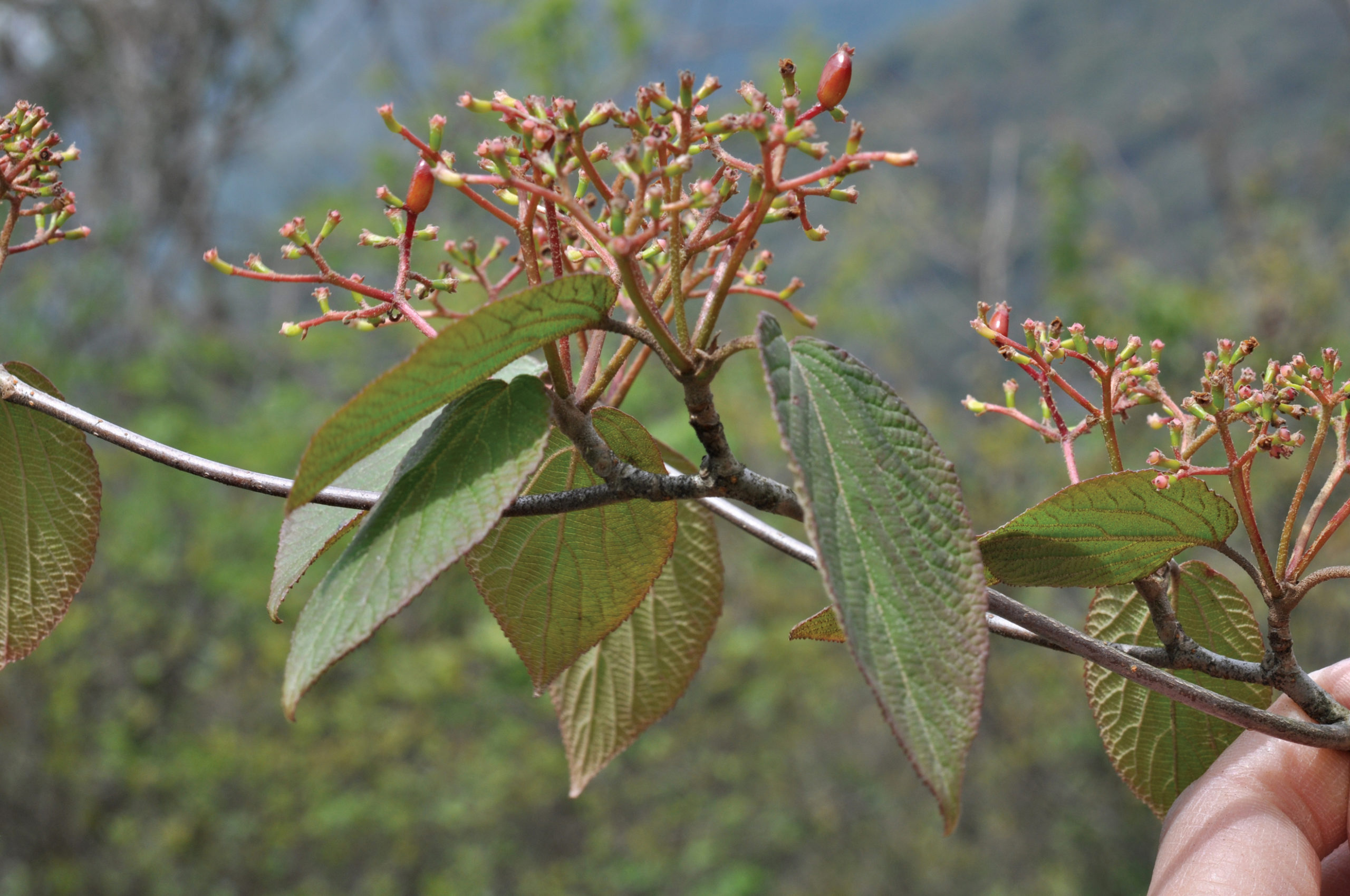 Branch of viburnum showing distinctive branching pattern