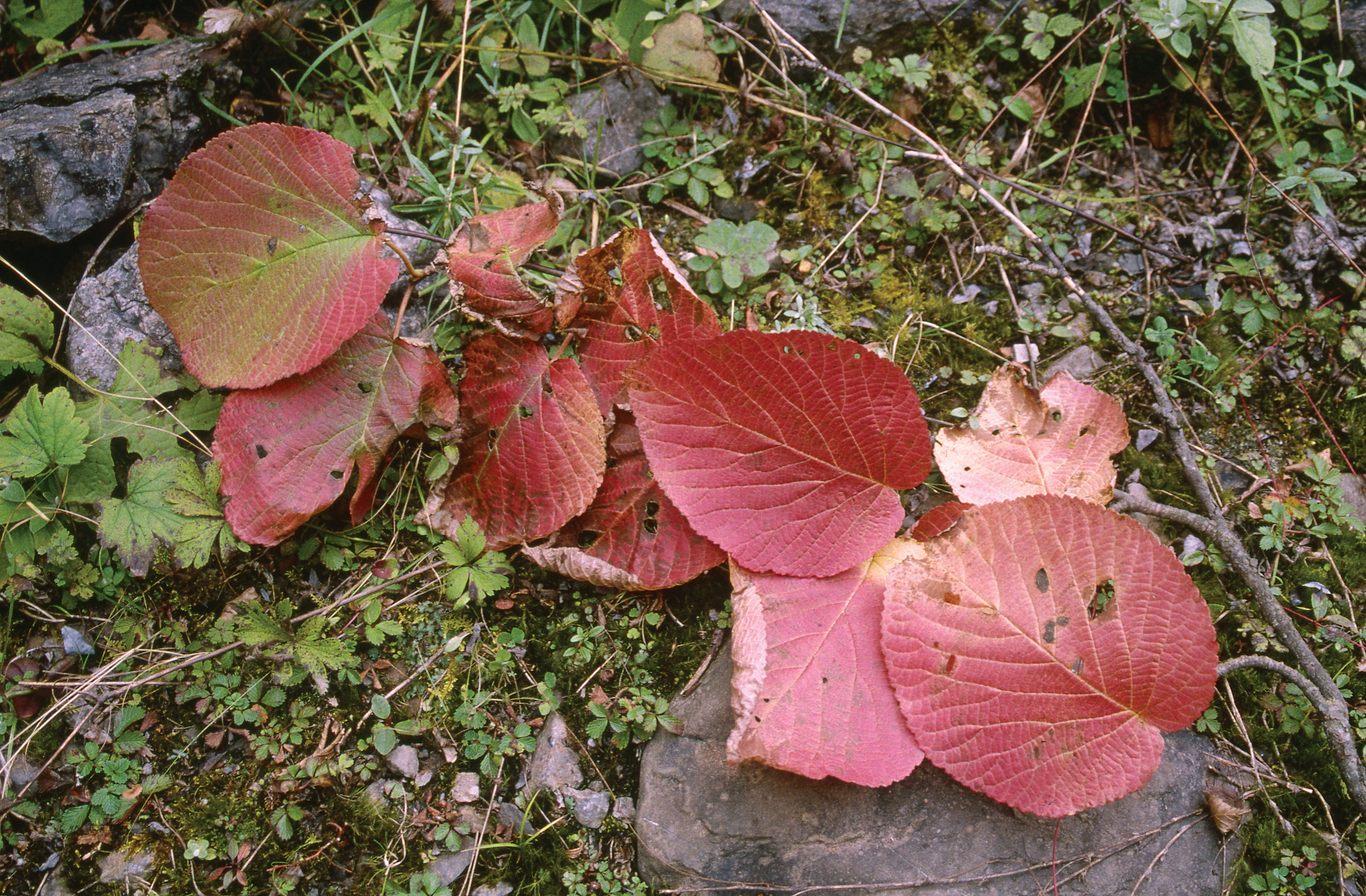 Red fall color of viburnum
