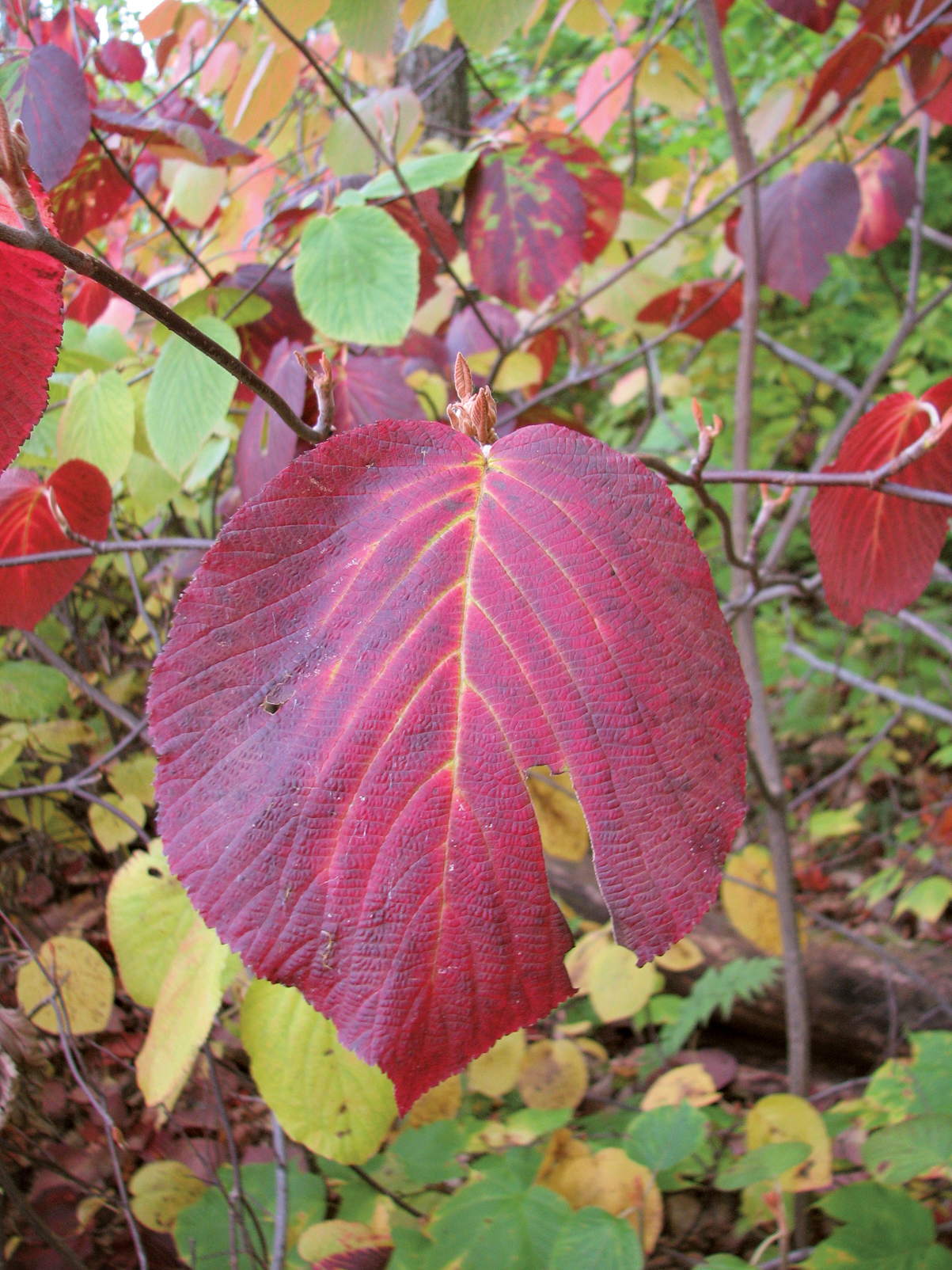 Red fall color of viburnum