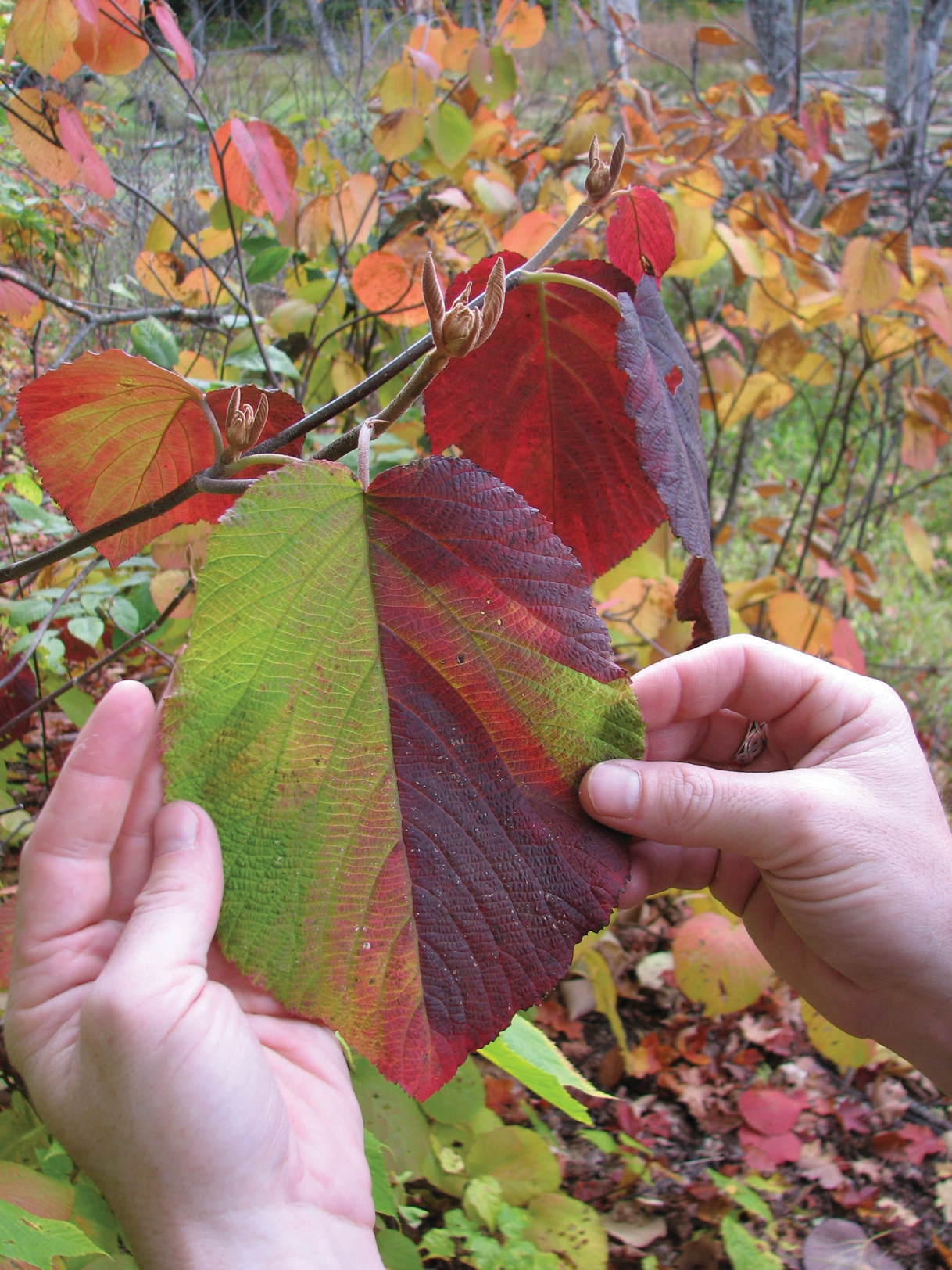 Dark purple and green fall color of viburnum