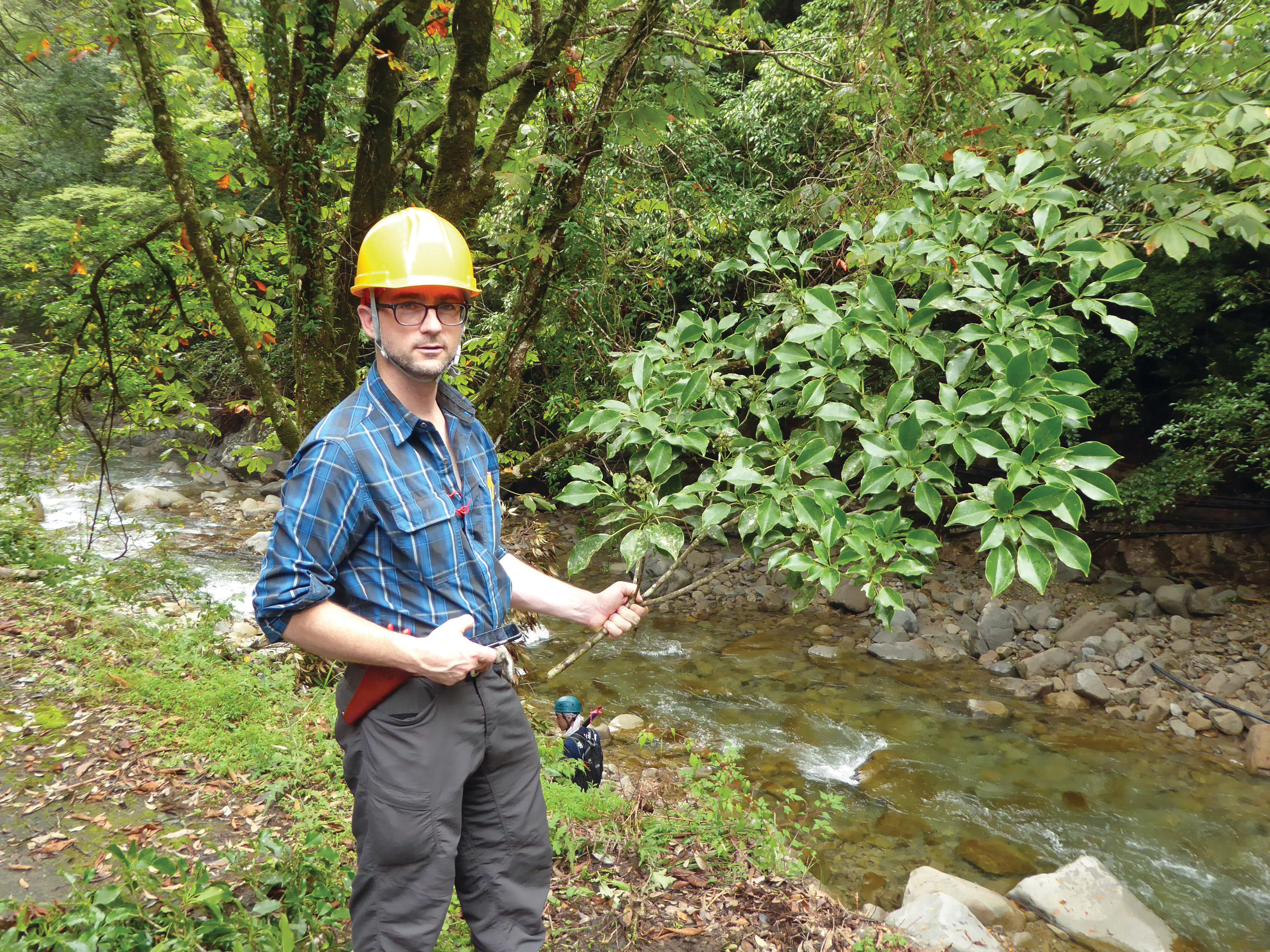 Collector holding branch and wearing hard hat
