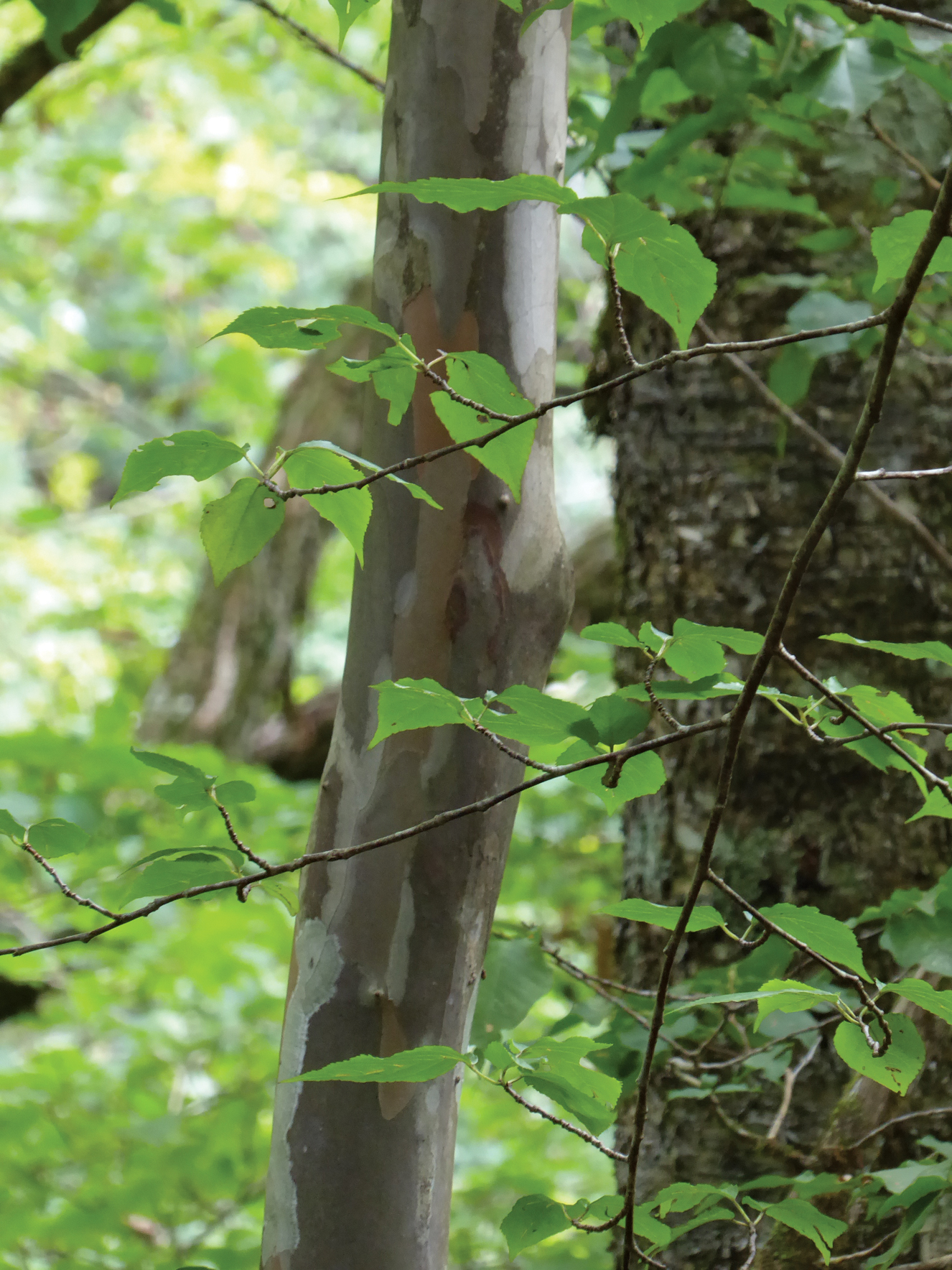 Young stewarta stem showing distinctive peeling bark