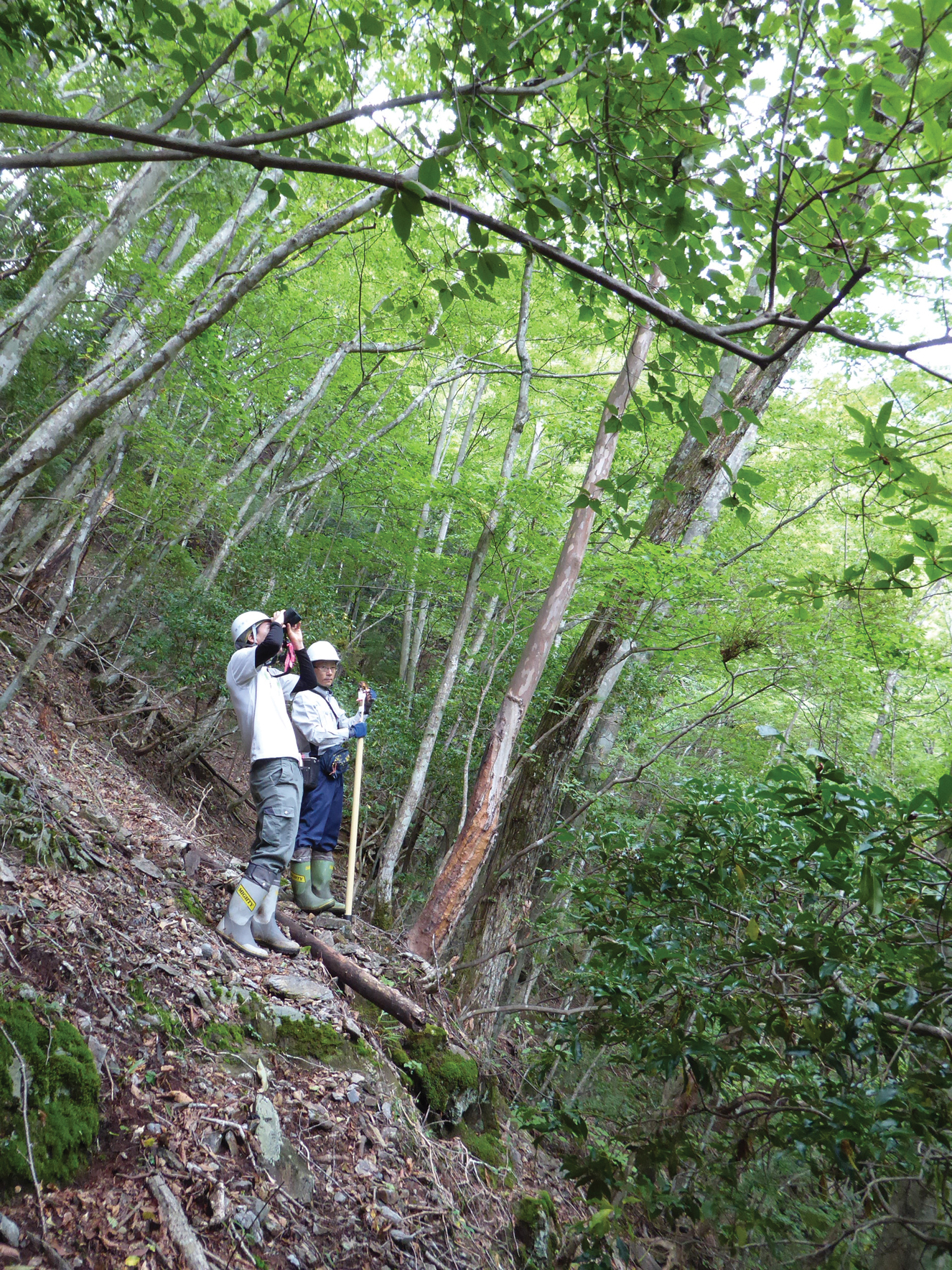 Photo of botanists standing on steep slope, looking into canopy of trees