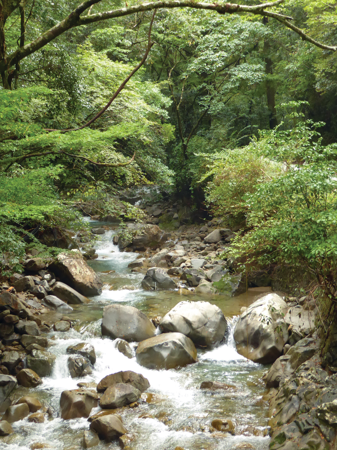Mountain stream rushing with water