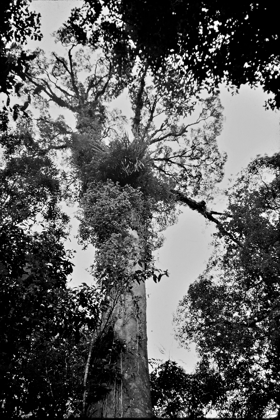 Black-and-white photograph looking into canopy of tree