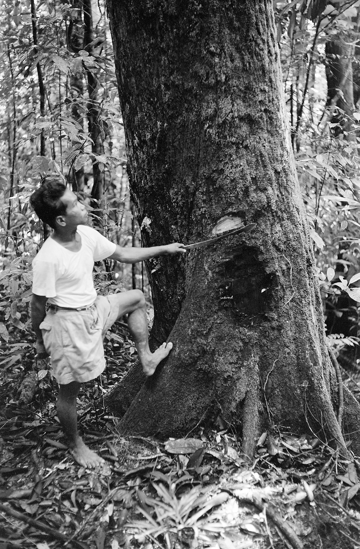 Man cutting notch into tree tunk