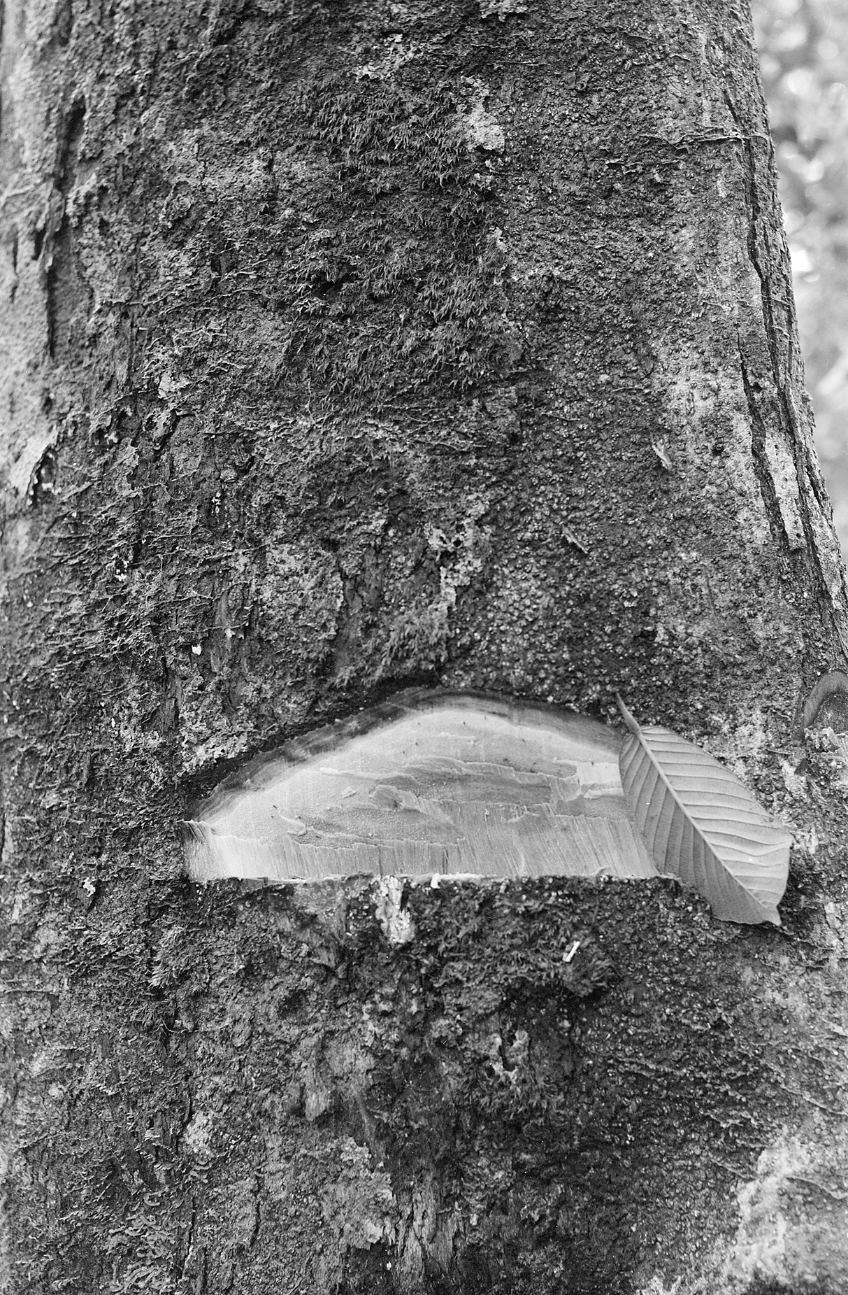 Notch cut from tree trunk for species identification