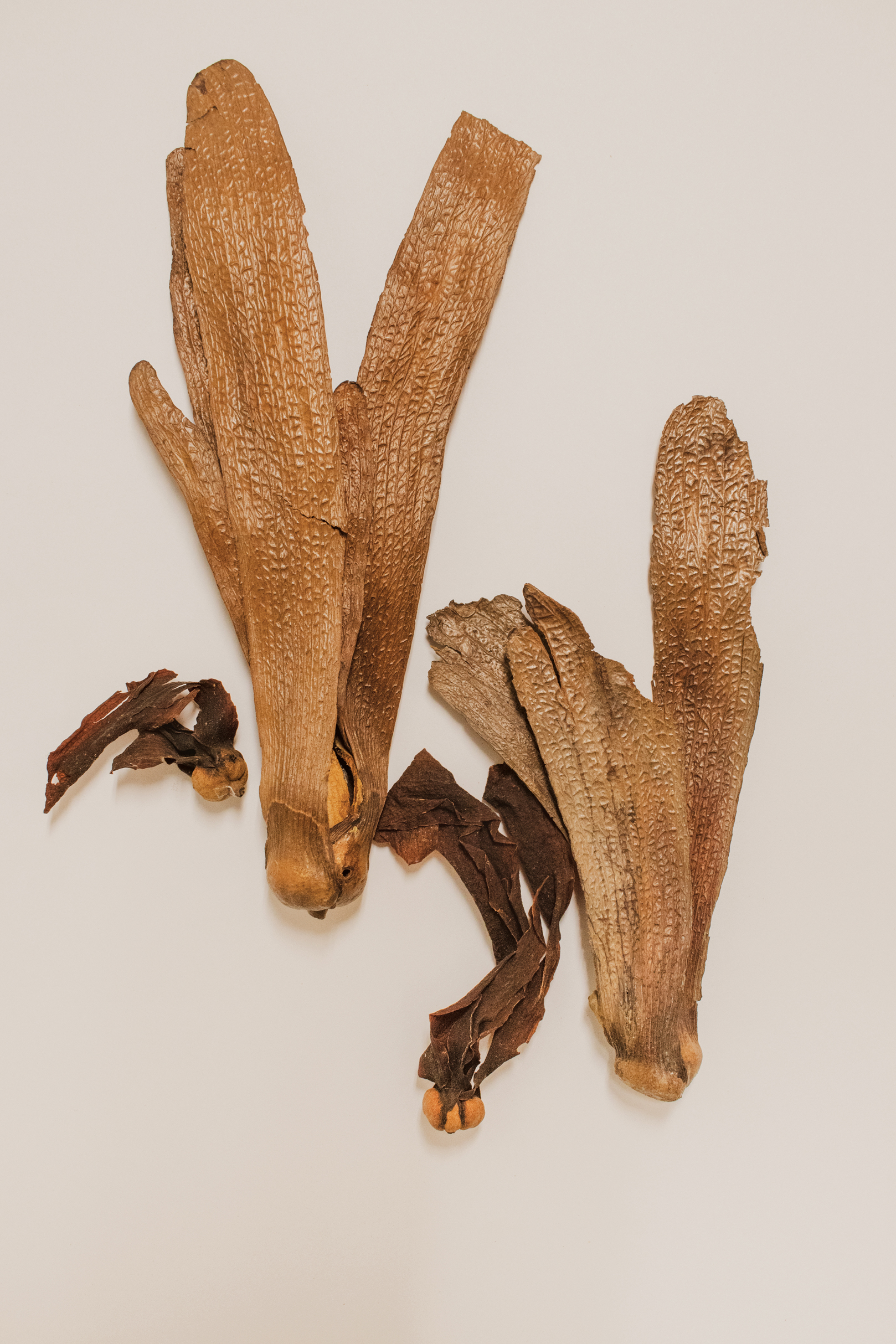 Dipterocarp fruit