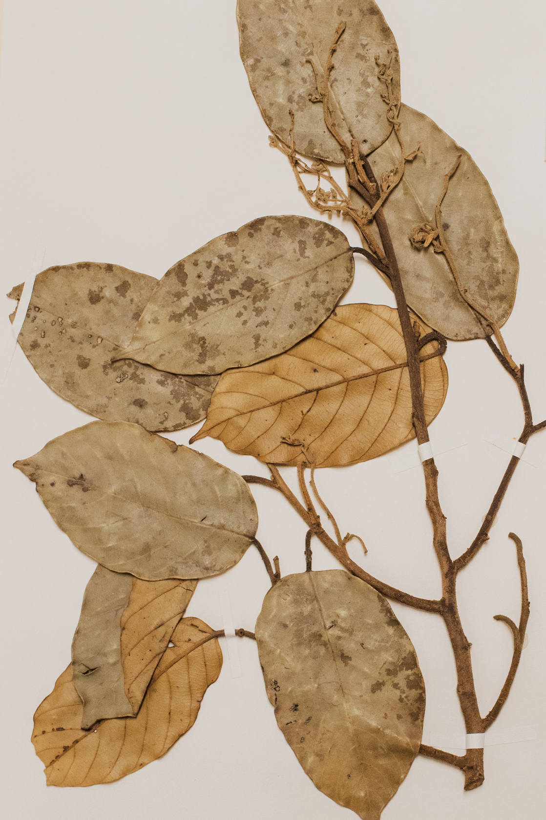 Mounted herbarium specimen of leaves, stem, and infloresence