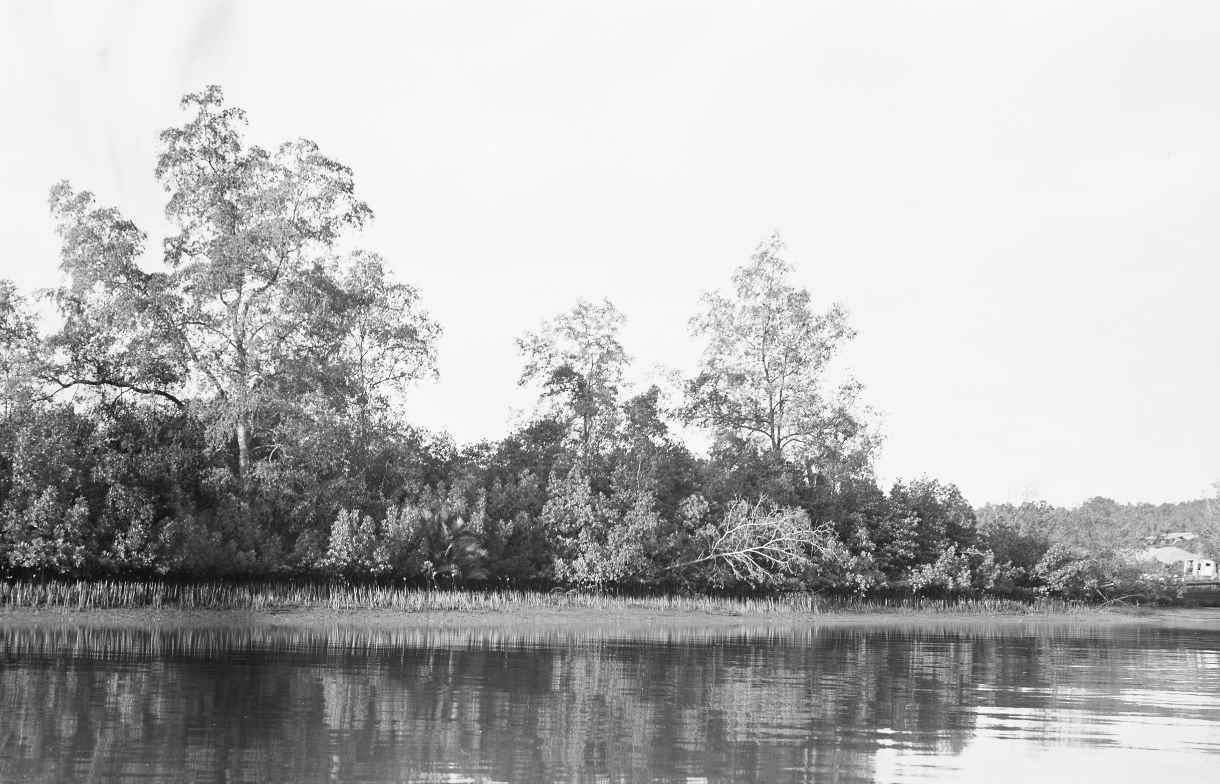 Black-and-white photo of mangroves