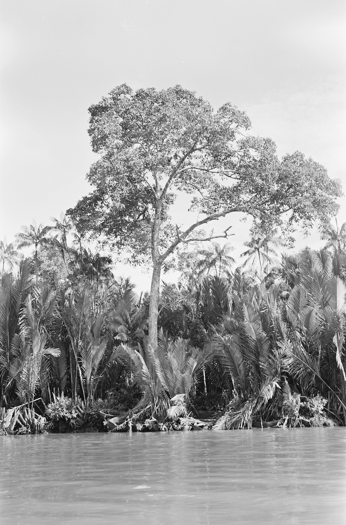 Black-and-white photo of mangroves