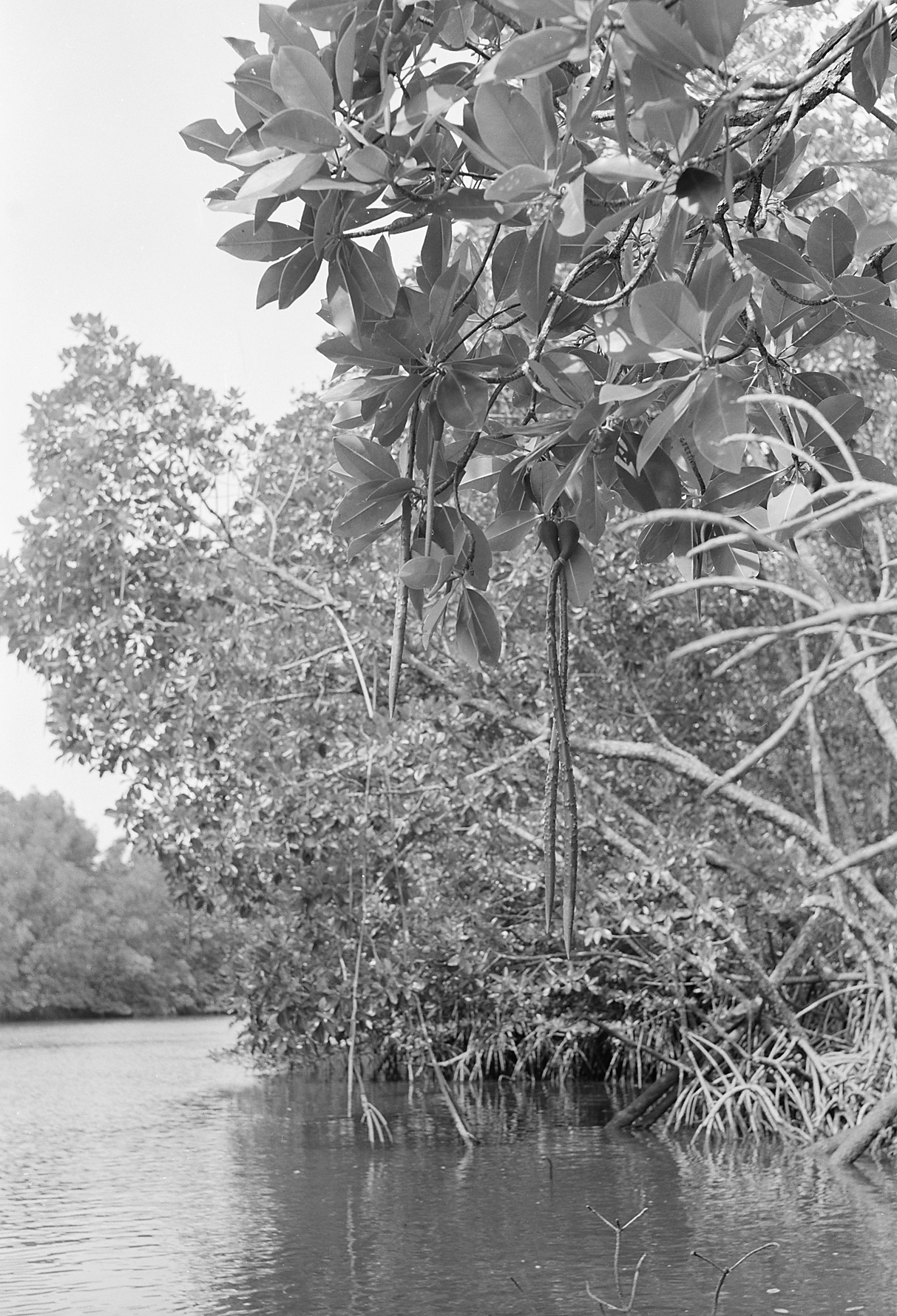 Black-and-white photo of mangroves