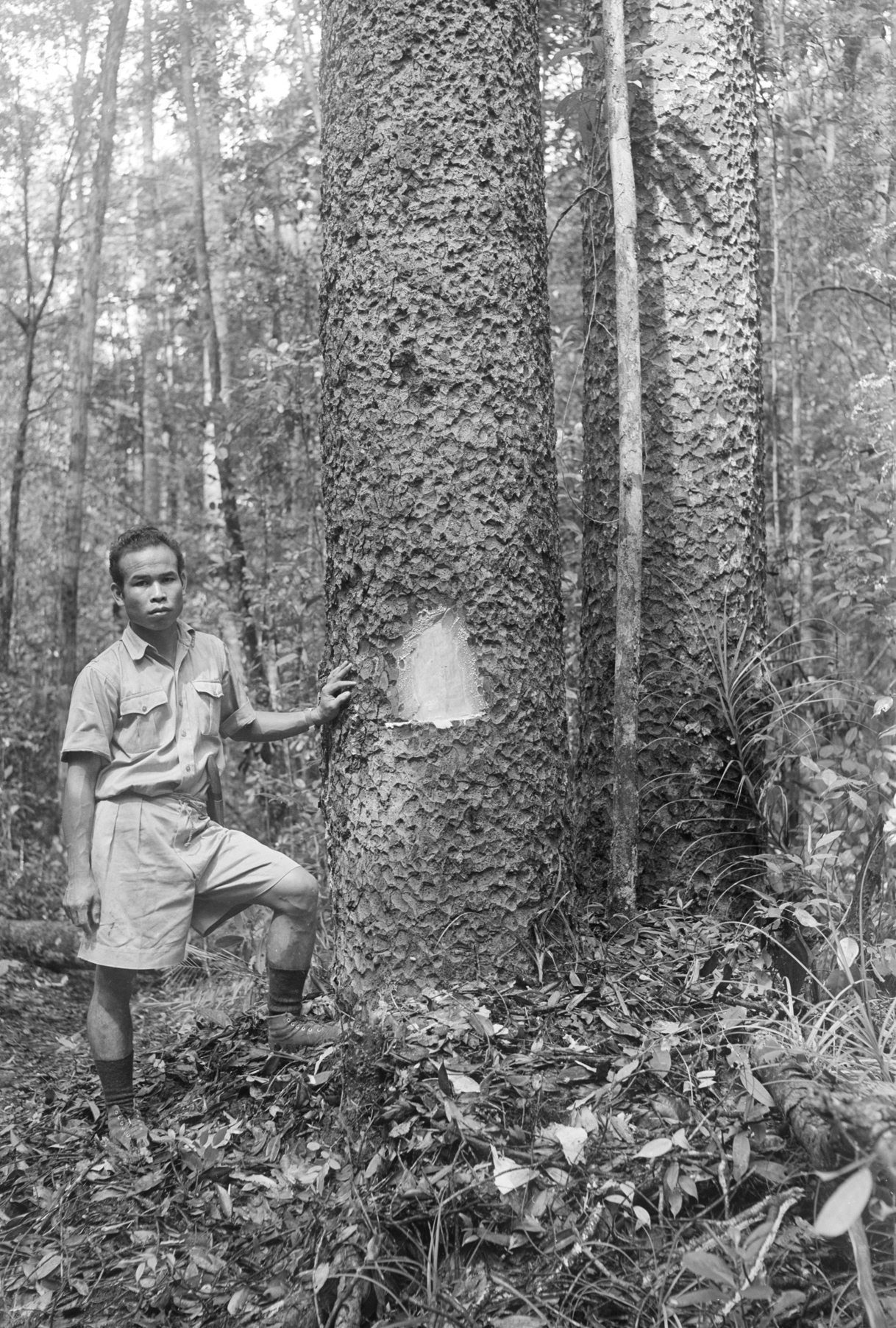 Black-and-white photo of man standing beside tree with notch cut in trunk