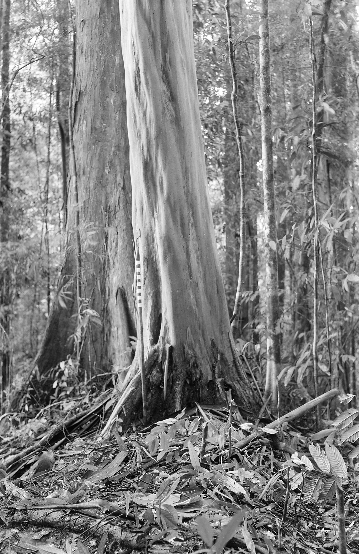 Black-and-white photograph of large tropical forest species