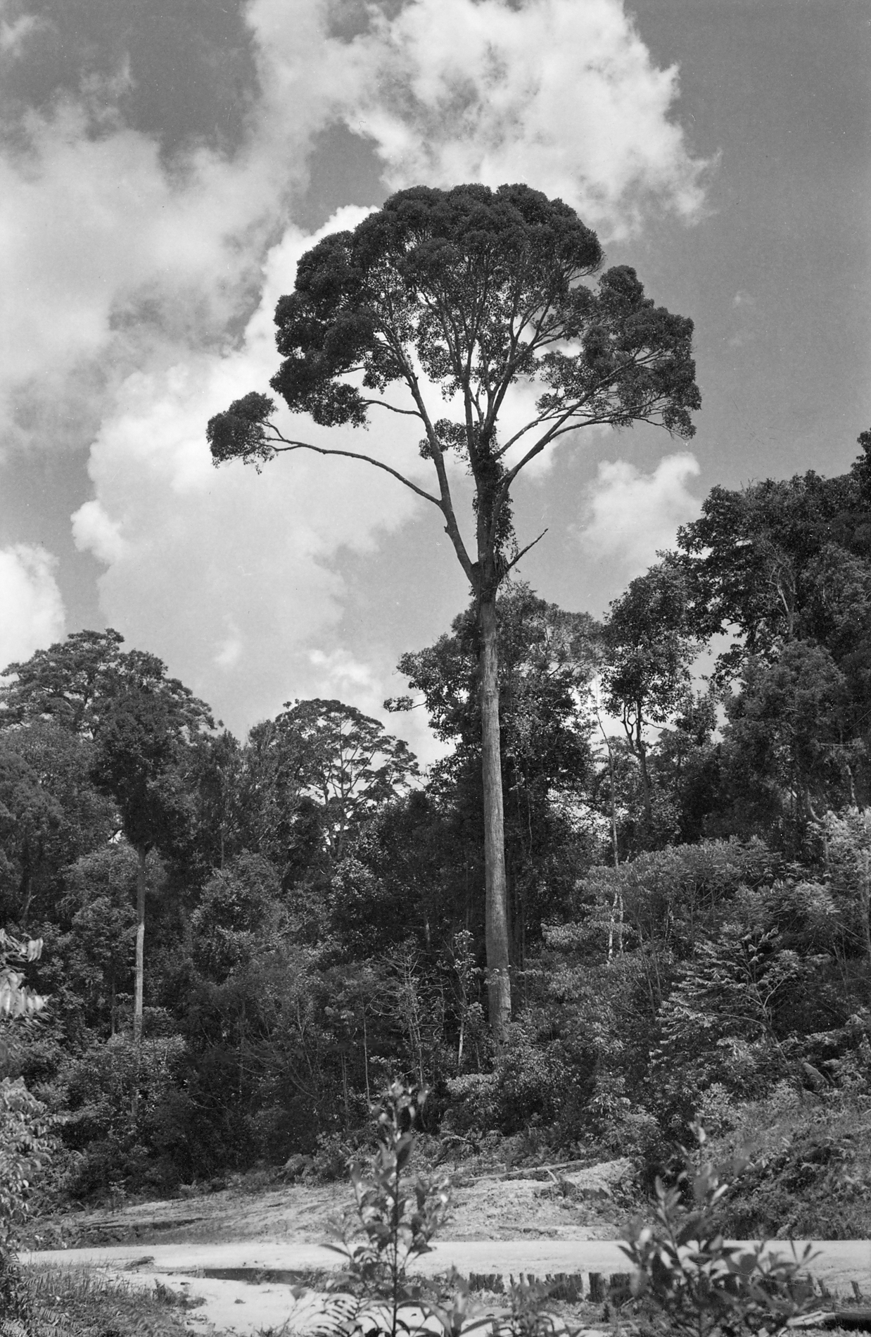Black-and-white photograph of tropical forest trees