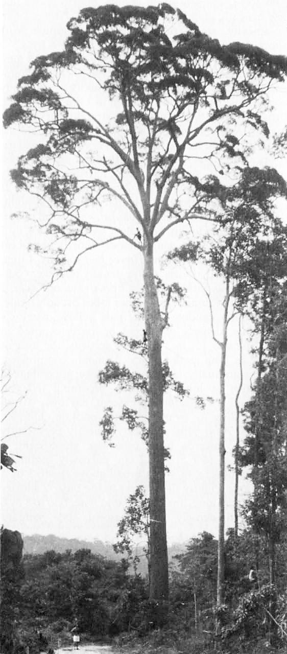 Photo of men high in tree canopy taken from a distance