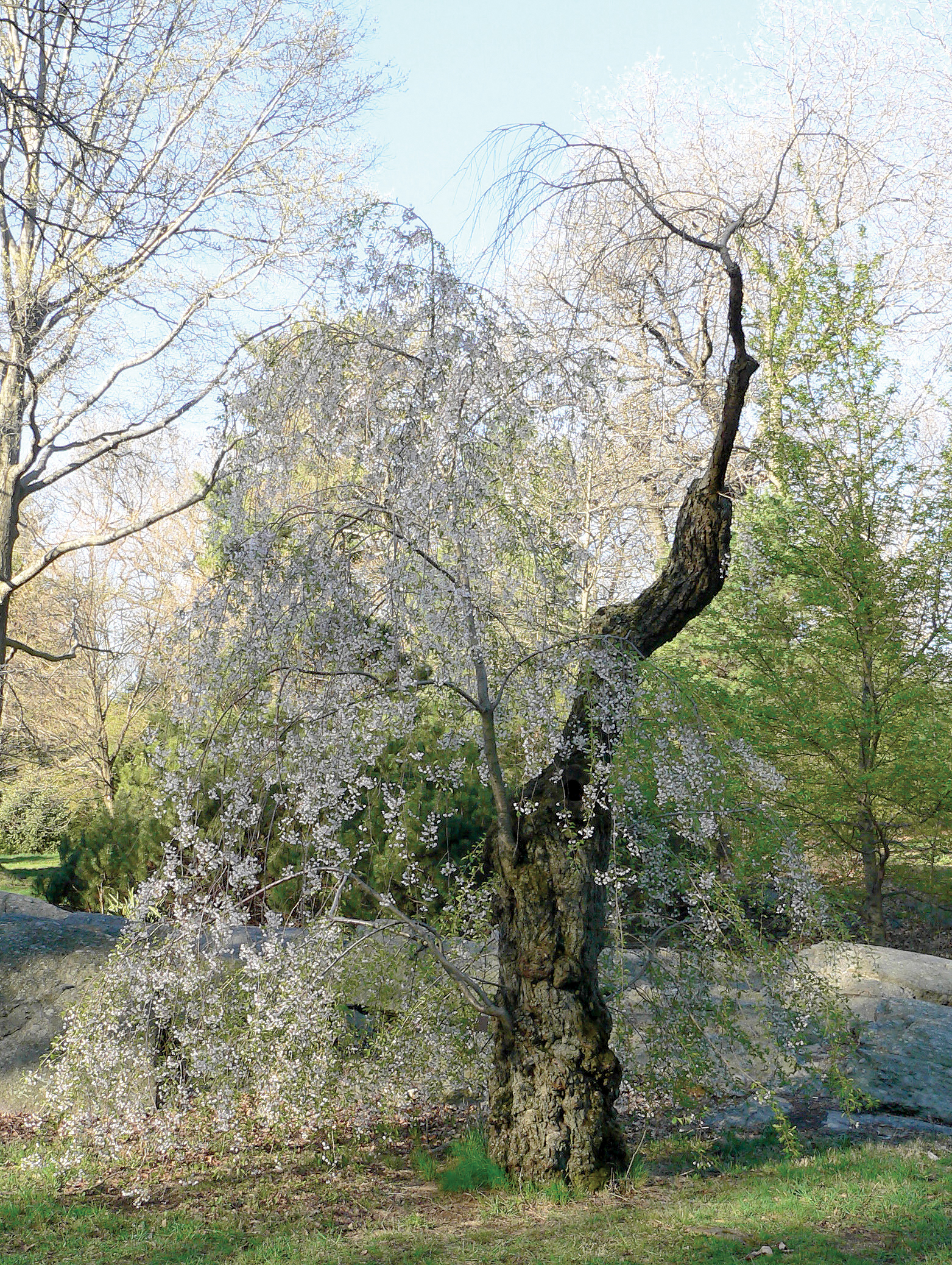 Photo of old Yoshino cherry with spring flowers