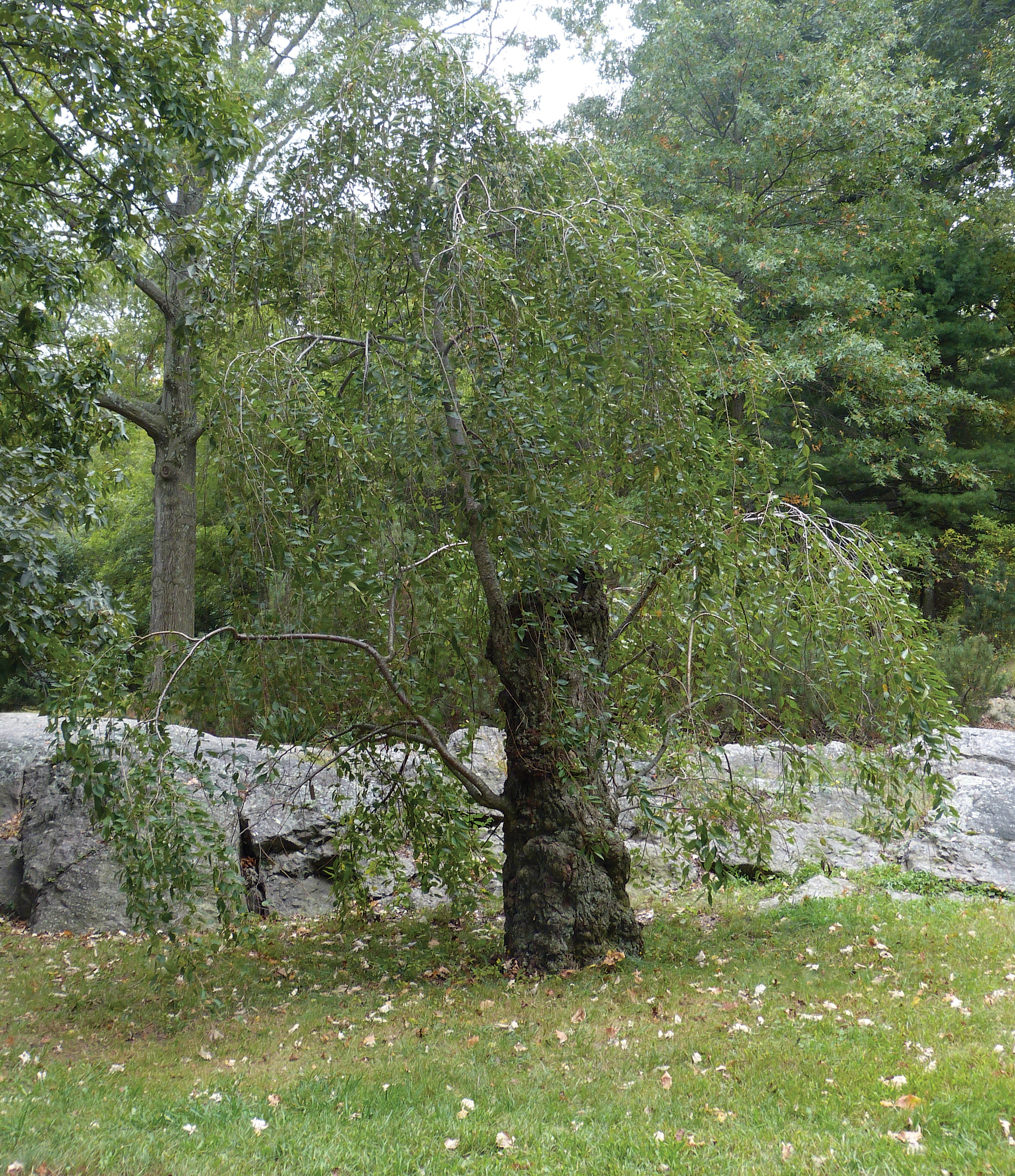 Photo of old Yoshino cherry with green leaves