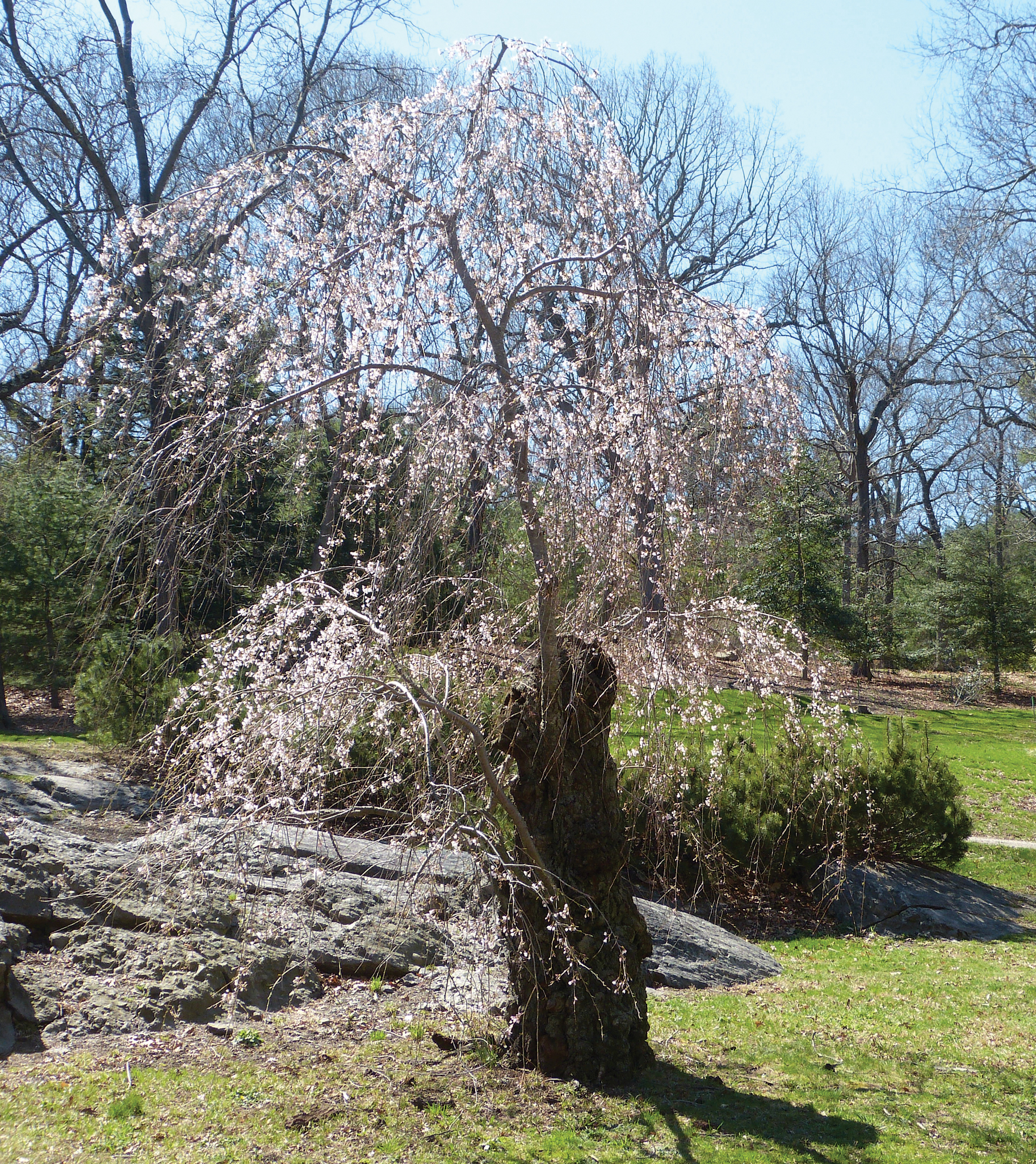 Photo of old Yoshino cherry with spring flowers