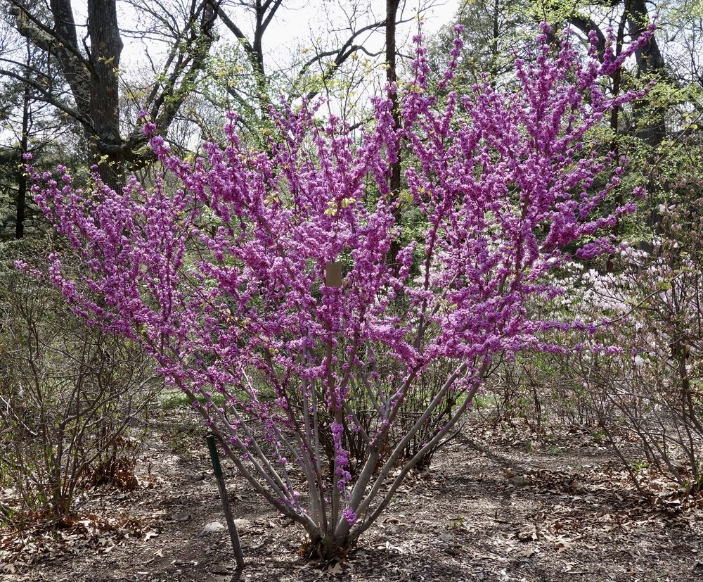 Chinese redbud in full flower along Chiense Path.