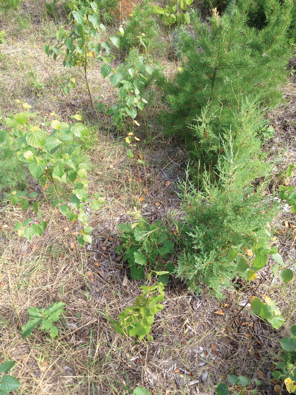 Photo of saplings