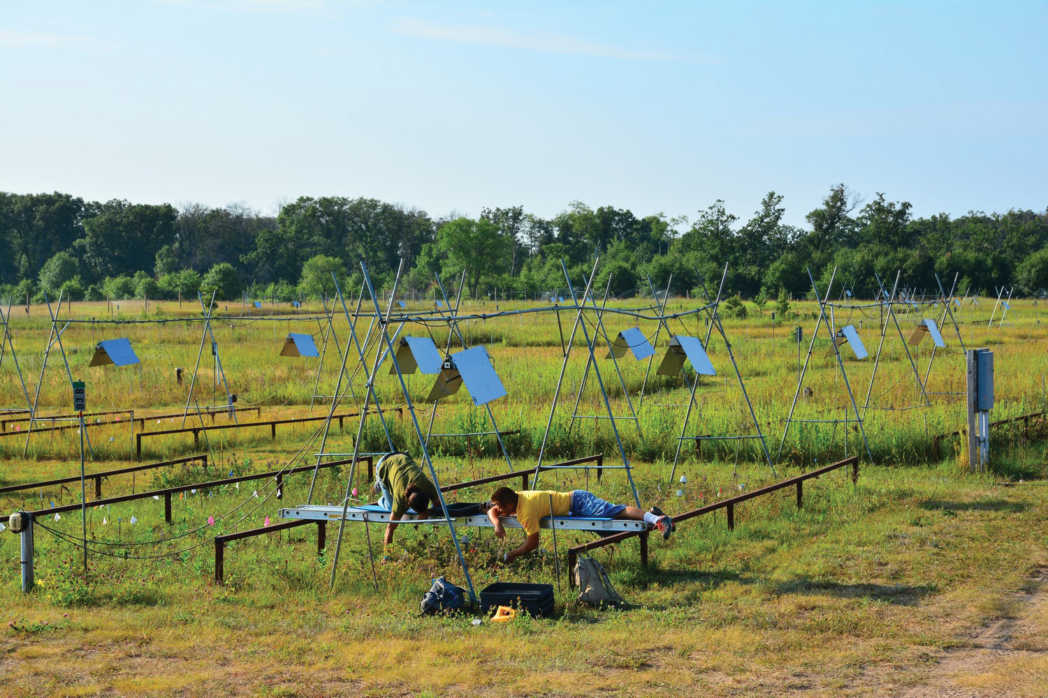 Photograph of researchers working in plots