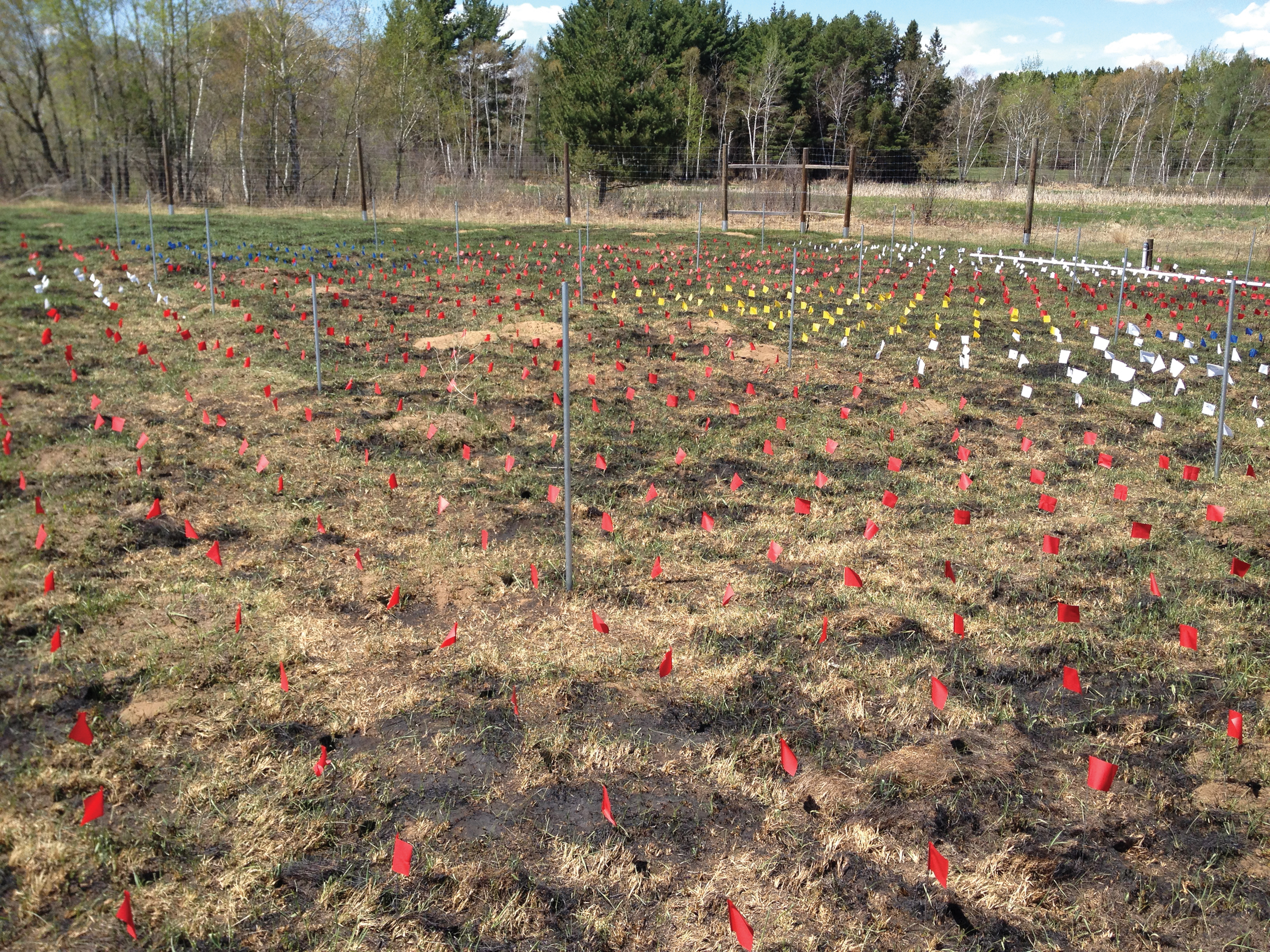 Photo of research plots with flags marking locations where seedlings will be planted