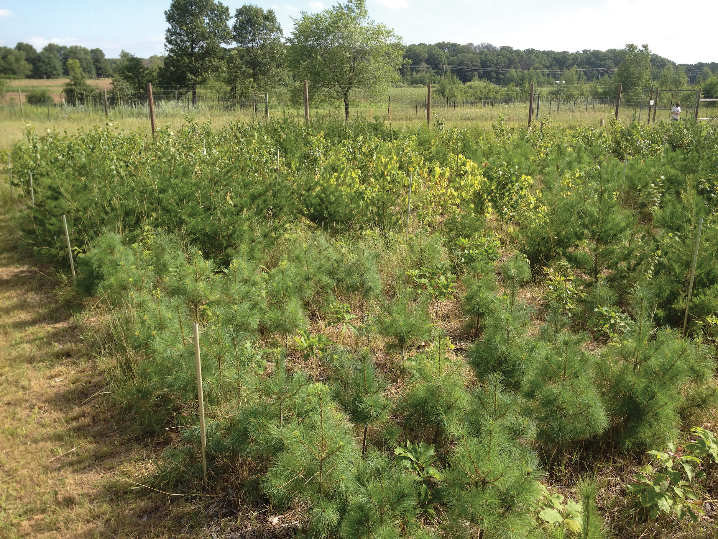 Photo of seedlings growing in research plot