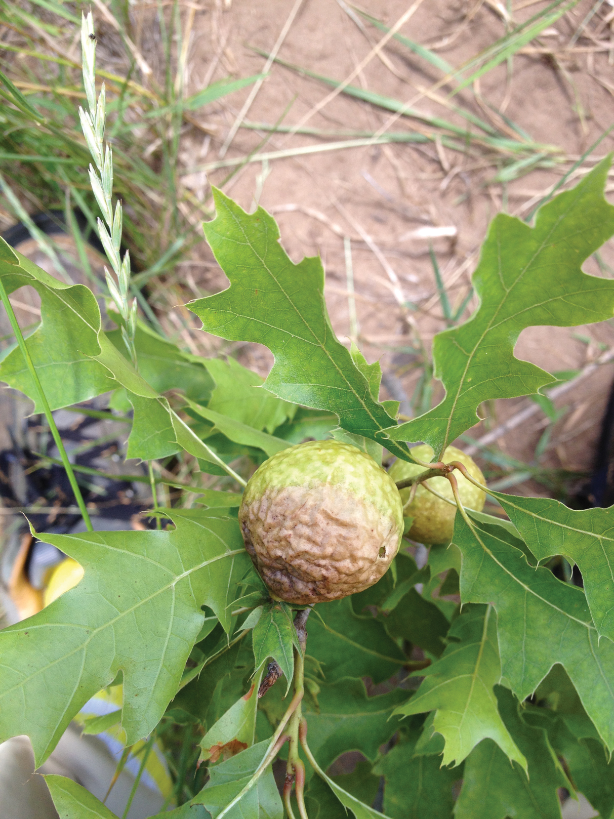 Large round gall on oak seedling