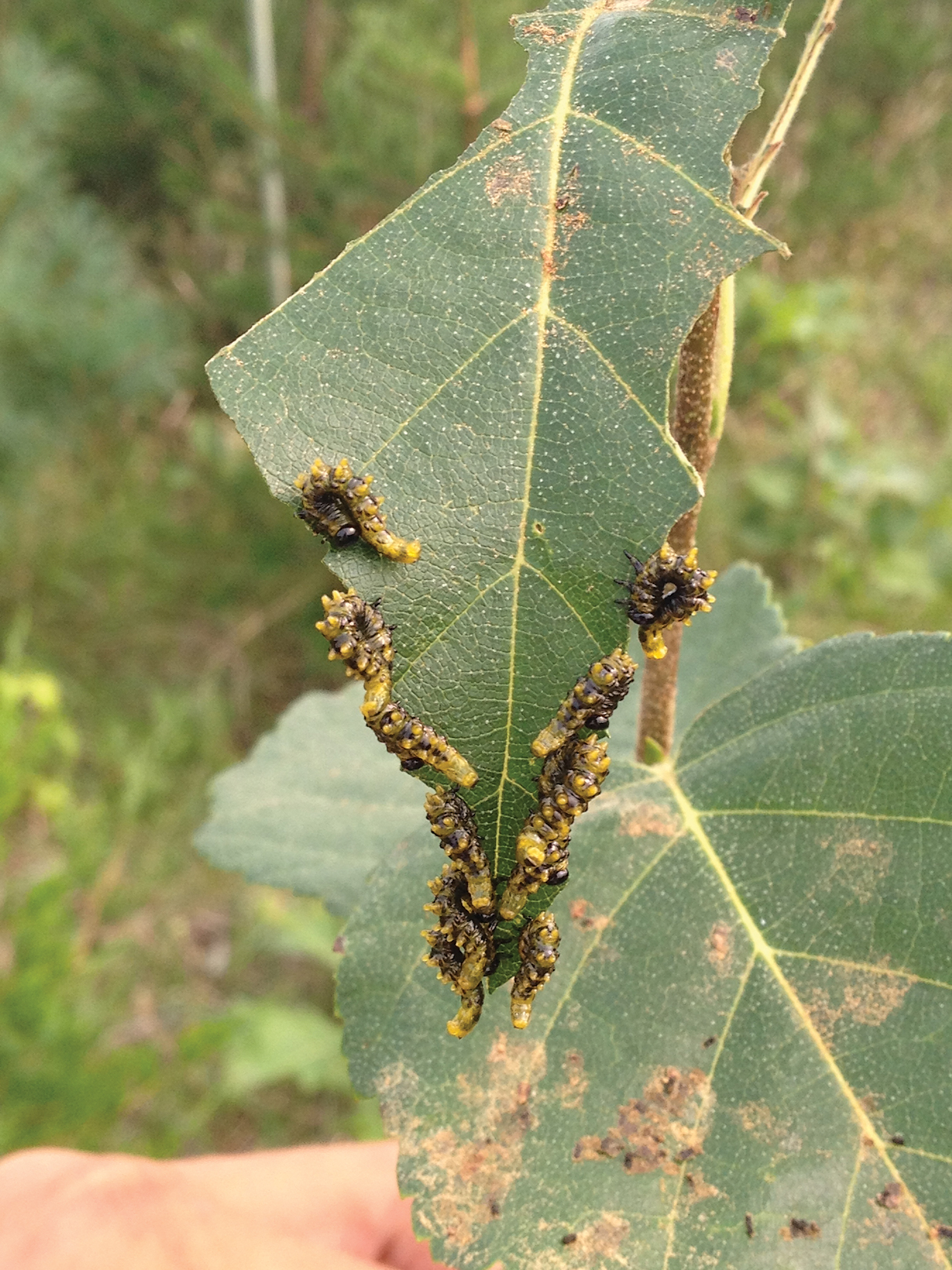Caterpillars crawling on birch leaf