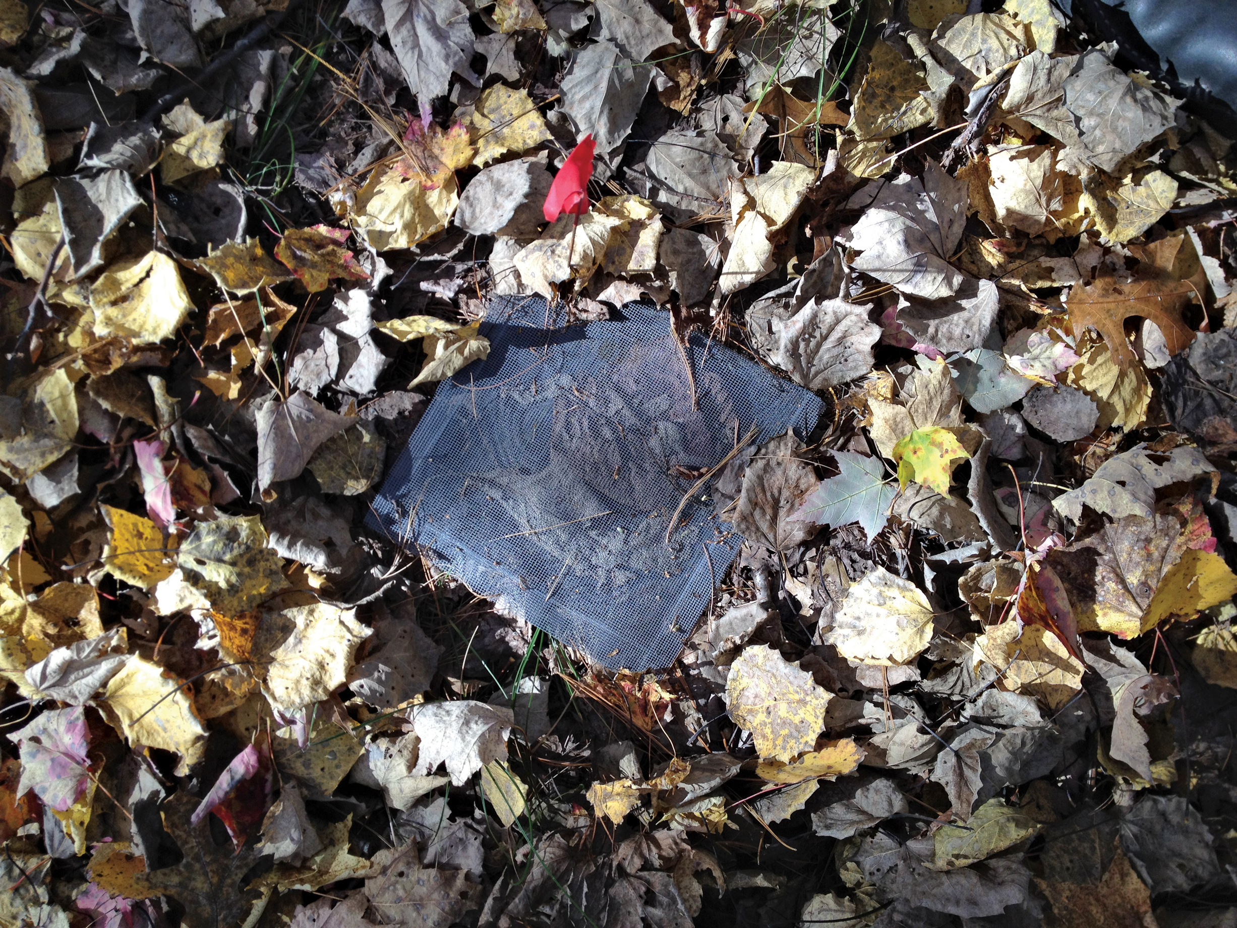 Mesh bag tucked with in leaf litter on ground