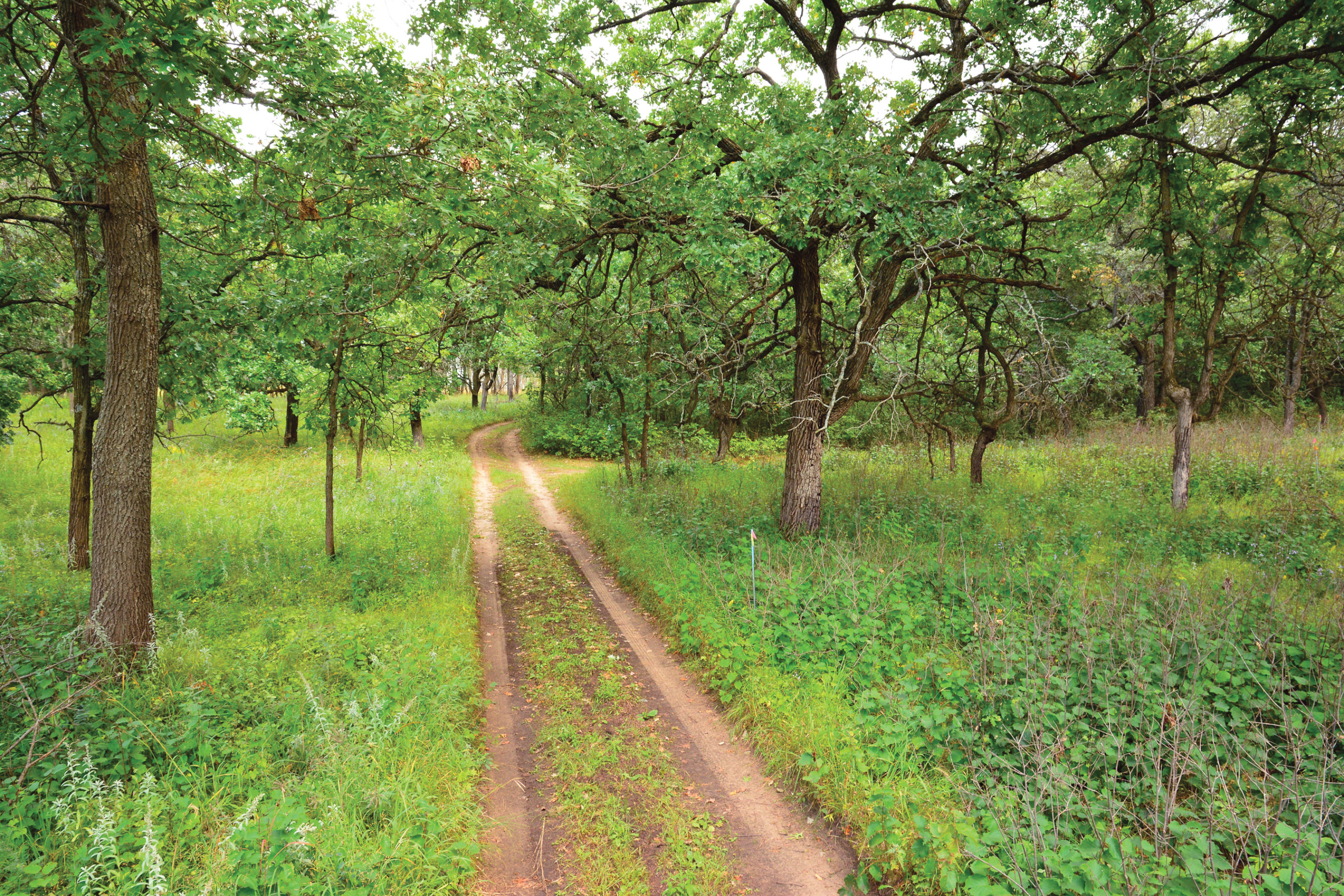 Photo of rutted road running through lush green landscape
