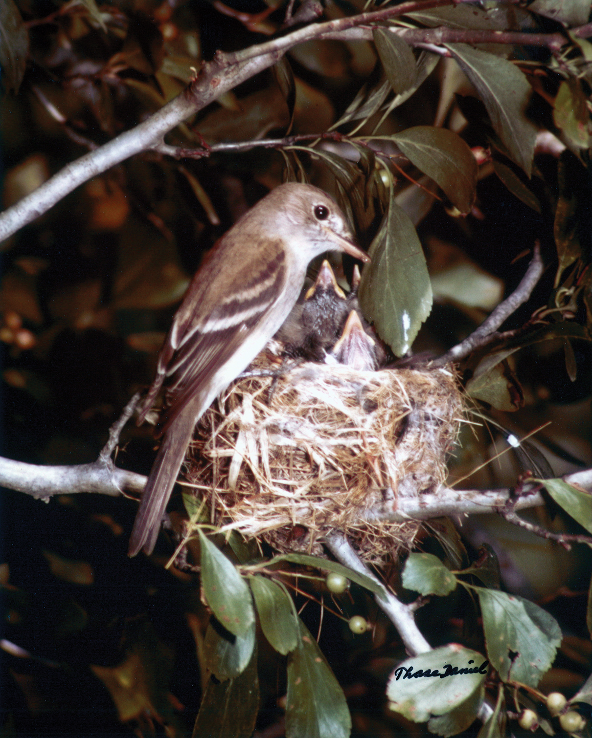 Photo of flycatcher on nest feeding hatchlings