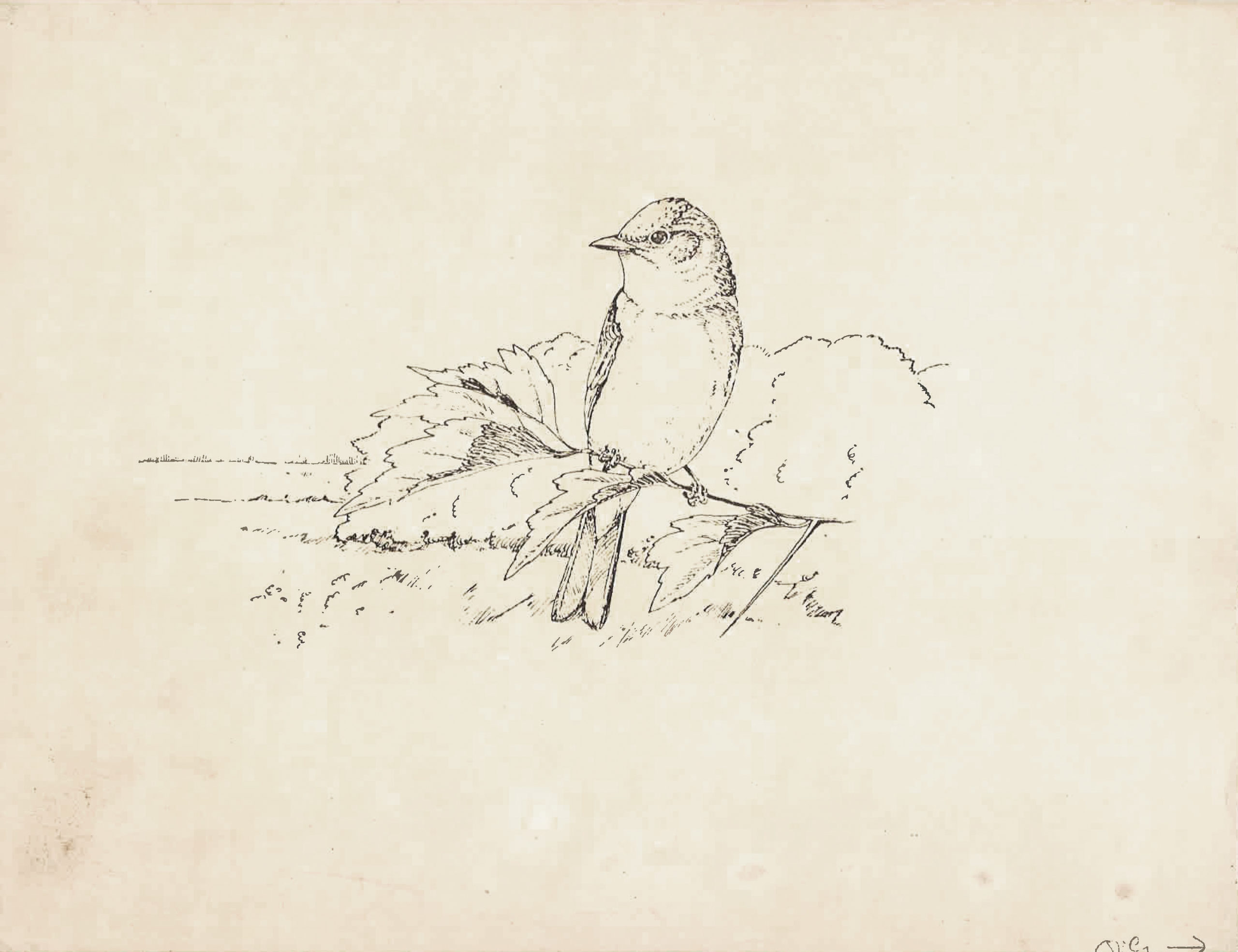 Hand-drawn illustration of flycatcher on branch