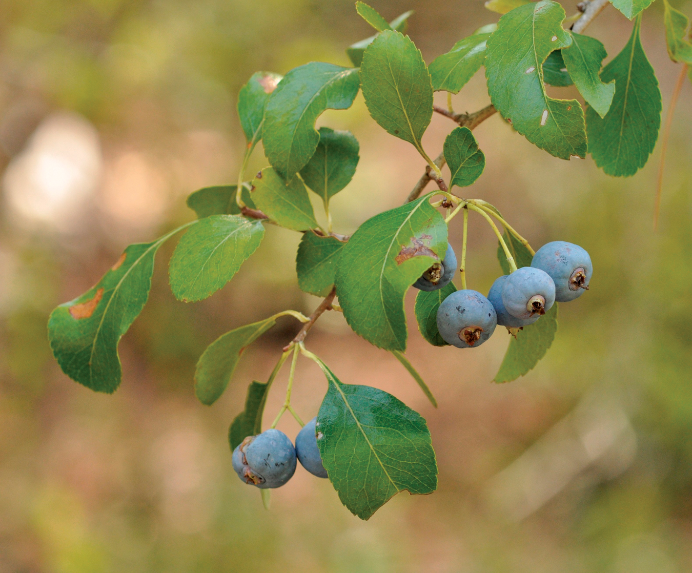 Blue fruit of blueberry hawthorn hanging on branch