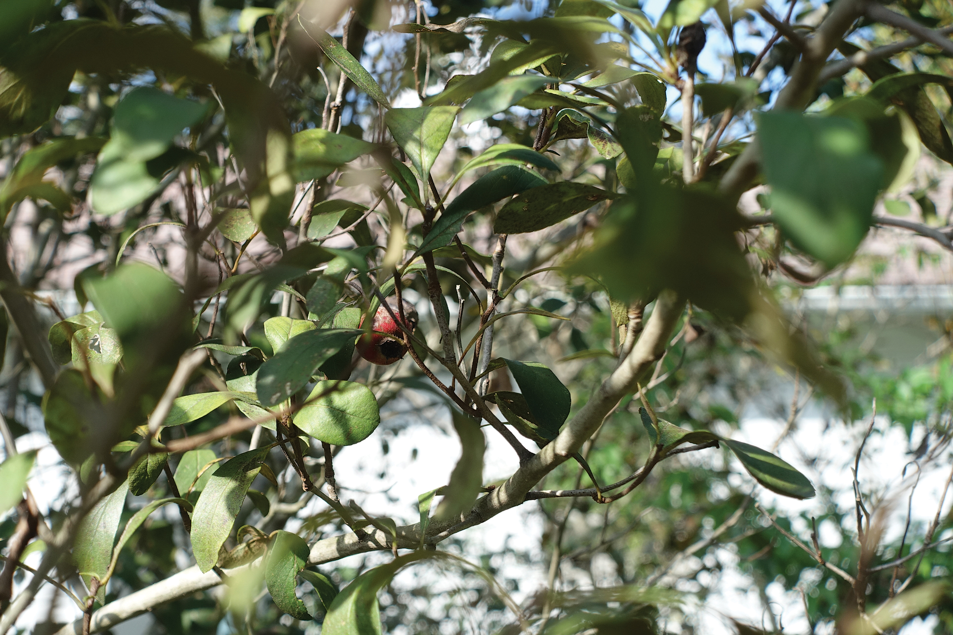 Fruit of Stern's medlar hidden behind leaves