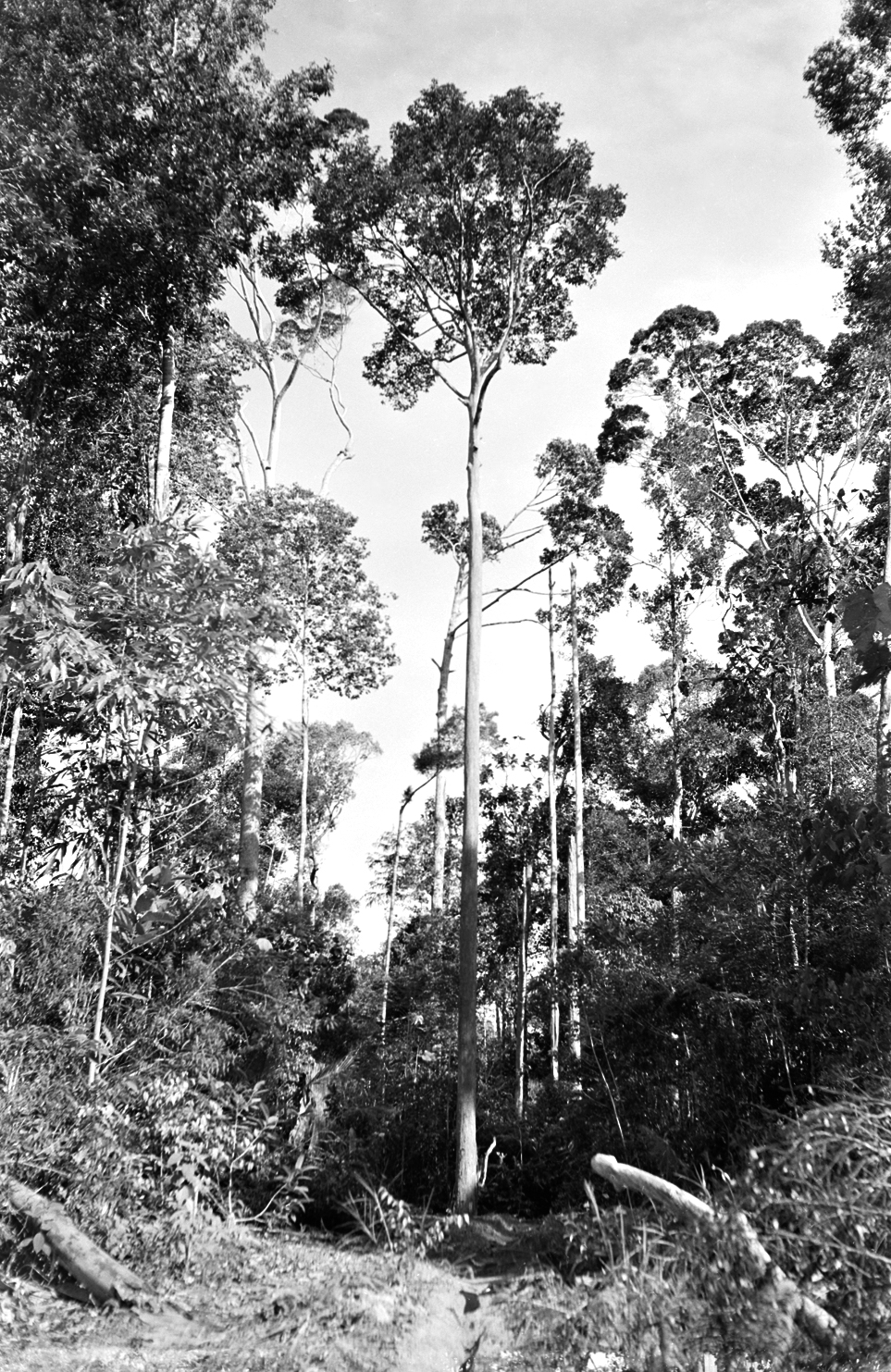 Photo of tropical forest trees viewed from clearing