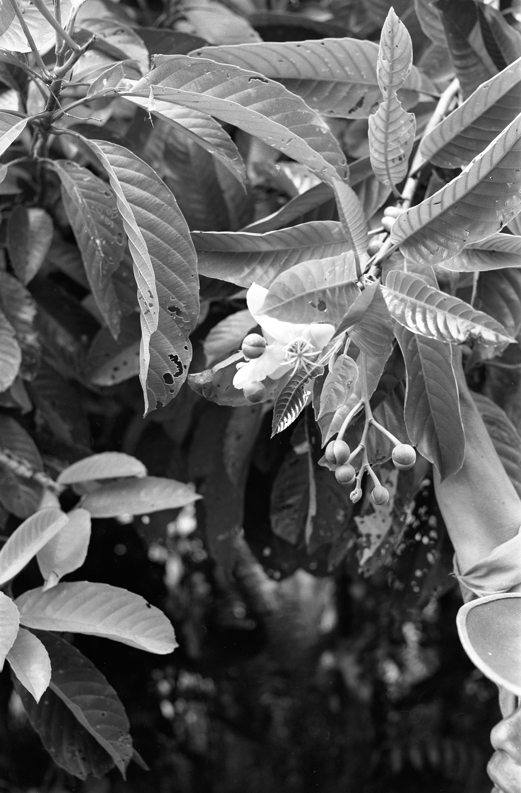 Flowers of tropical tree species