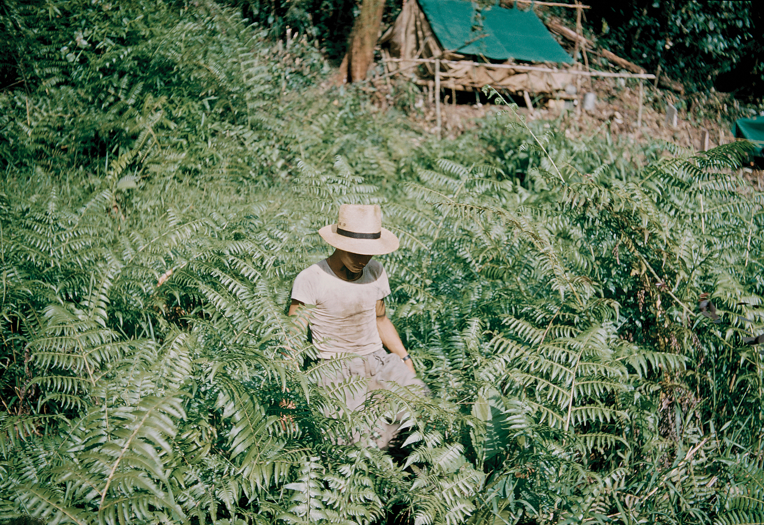Color photograph of man with brimmed had standing amidst green ferns