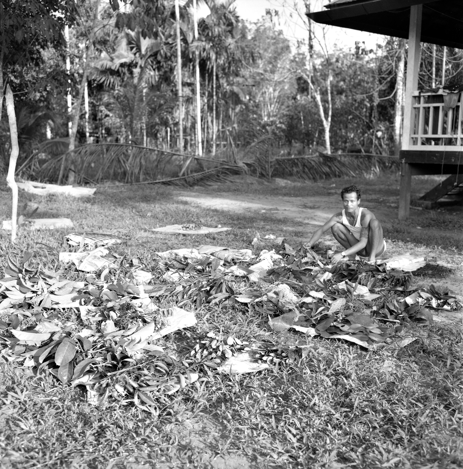 Black-and-white photograph of botanist working with specimens arranged on a lawn