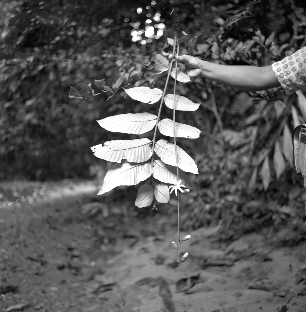 Black-and-white photograph of tropical plants